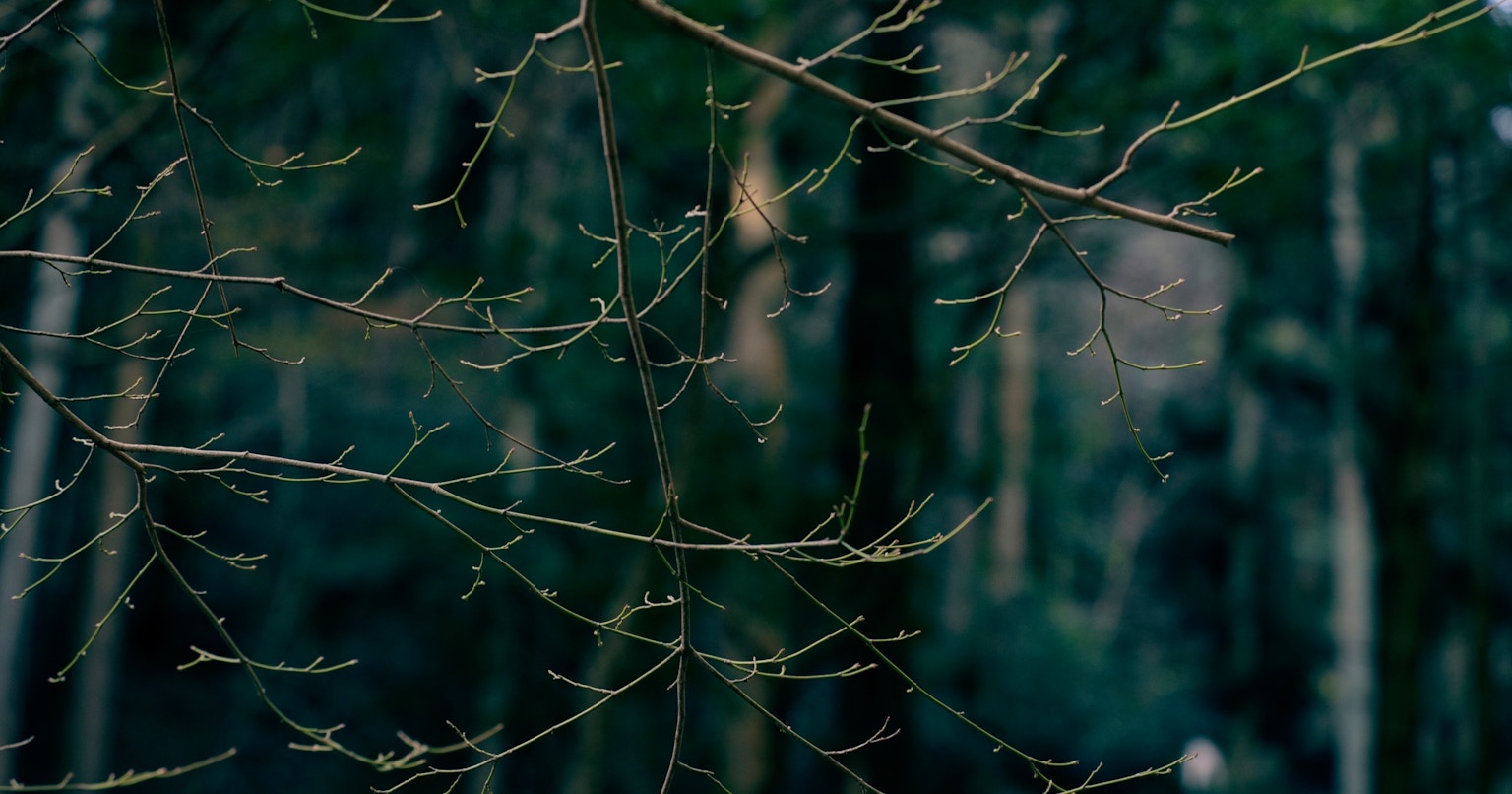 2024-02-natures-whisper-award-cover-image