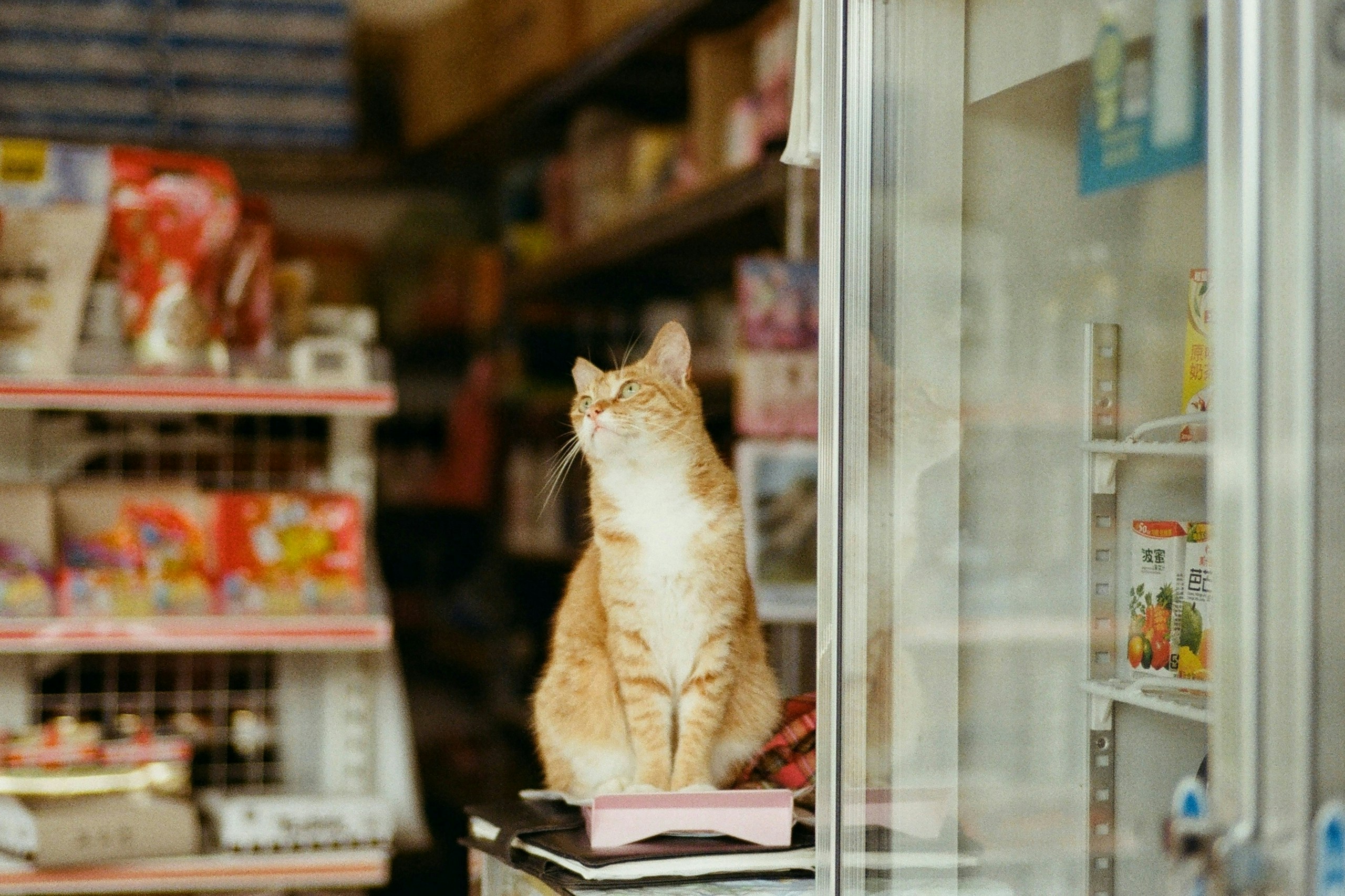 2026-04-find-new-pieces-cat-image-56