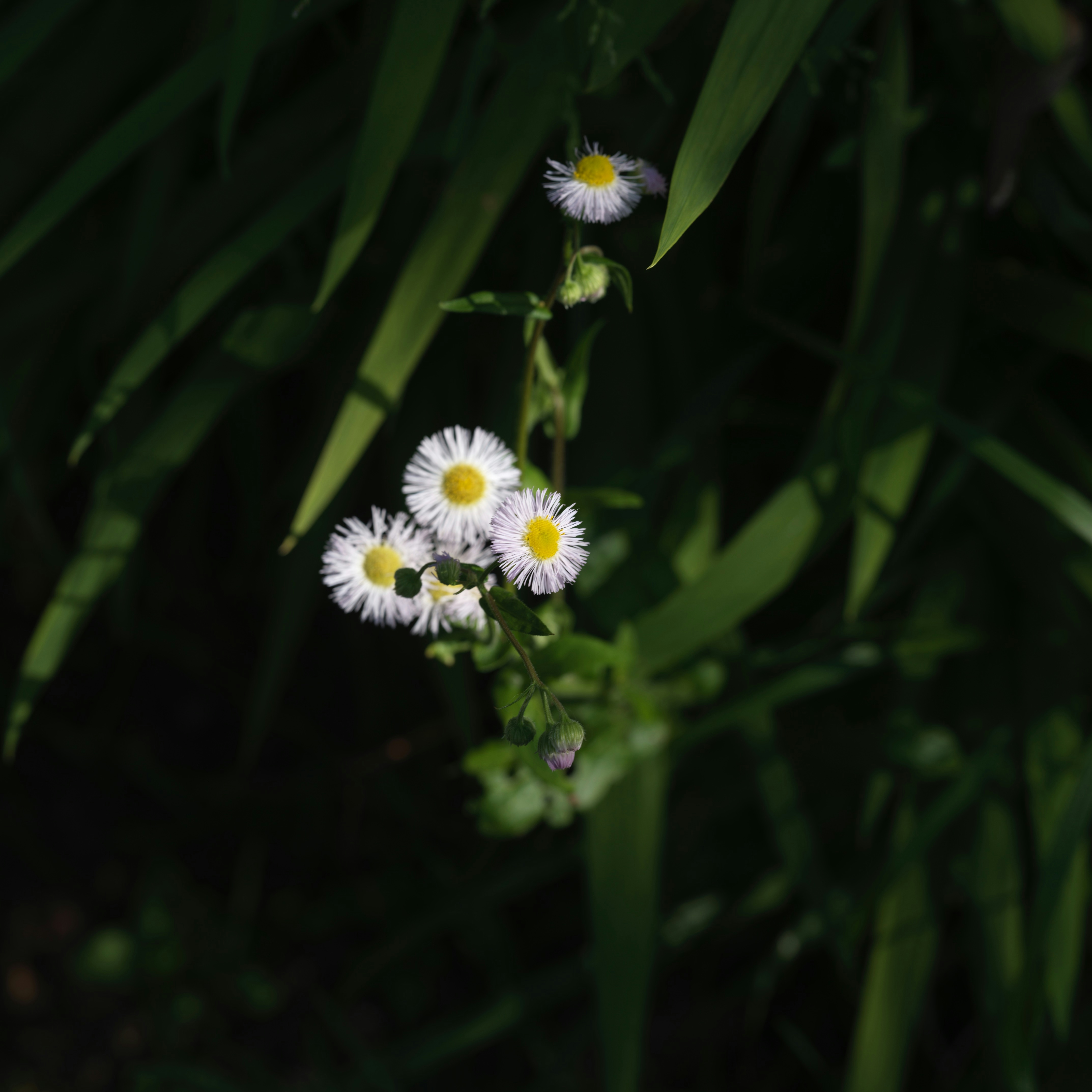 2026-07-hasselblad-xcd-90v-lens-by-mumei-image-10