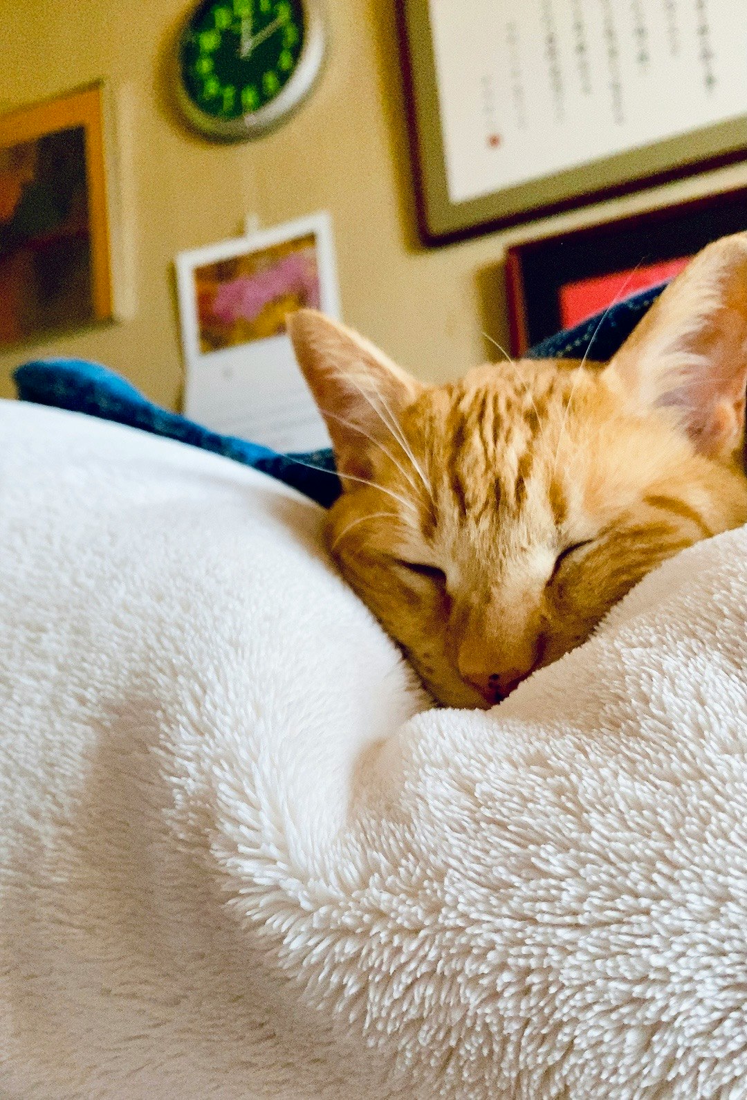 2025-11-cat-in-photography-image-12