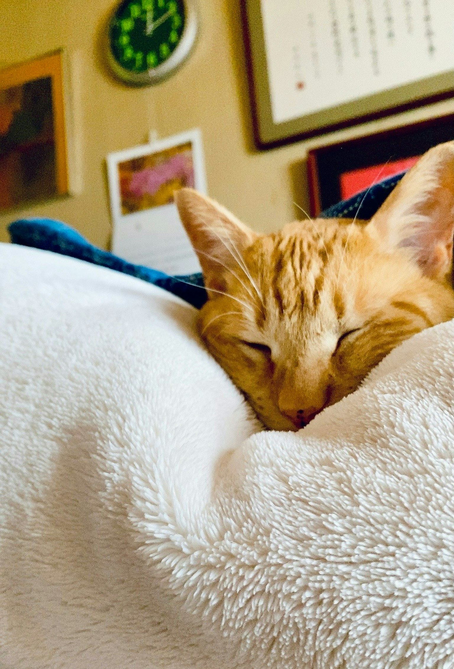 2025-11-cat-in-photography-image-12