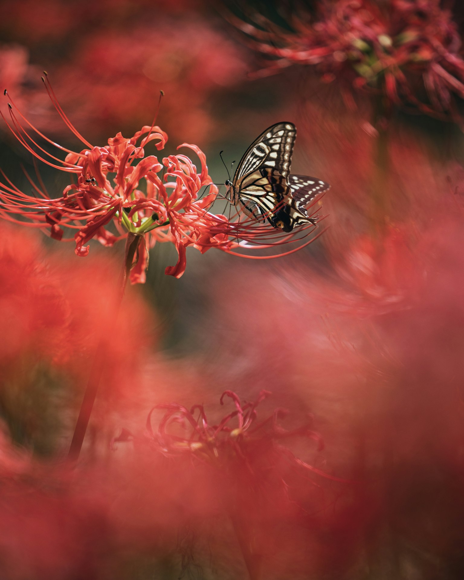 2024-09-lycoris-photograph-image-9