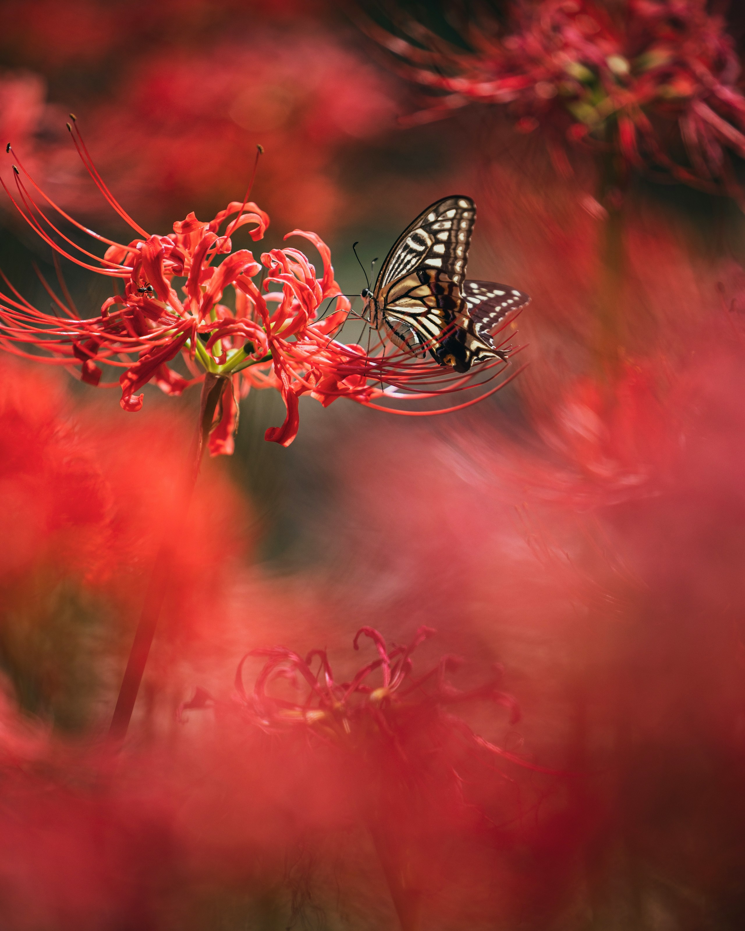 2024-09-lycoris-photograph-image-9