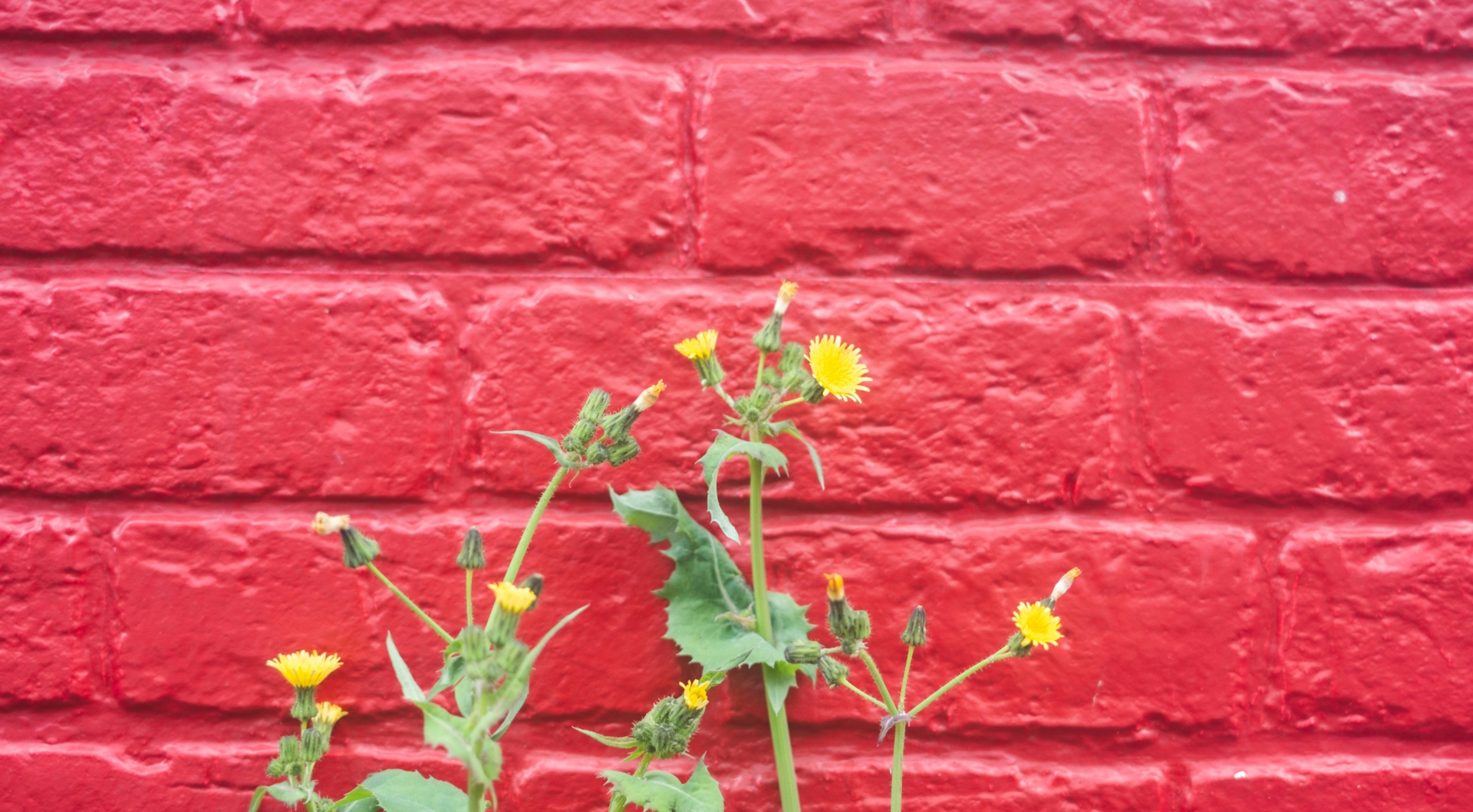 2026-04-everyday-in-color-x100vi-image-17