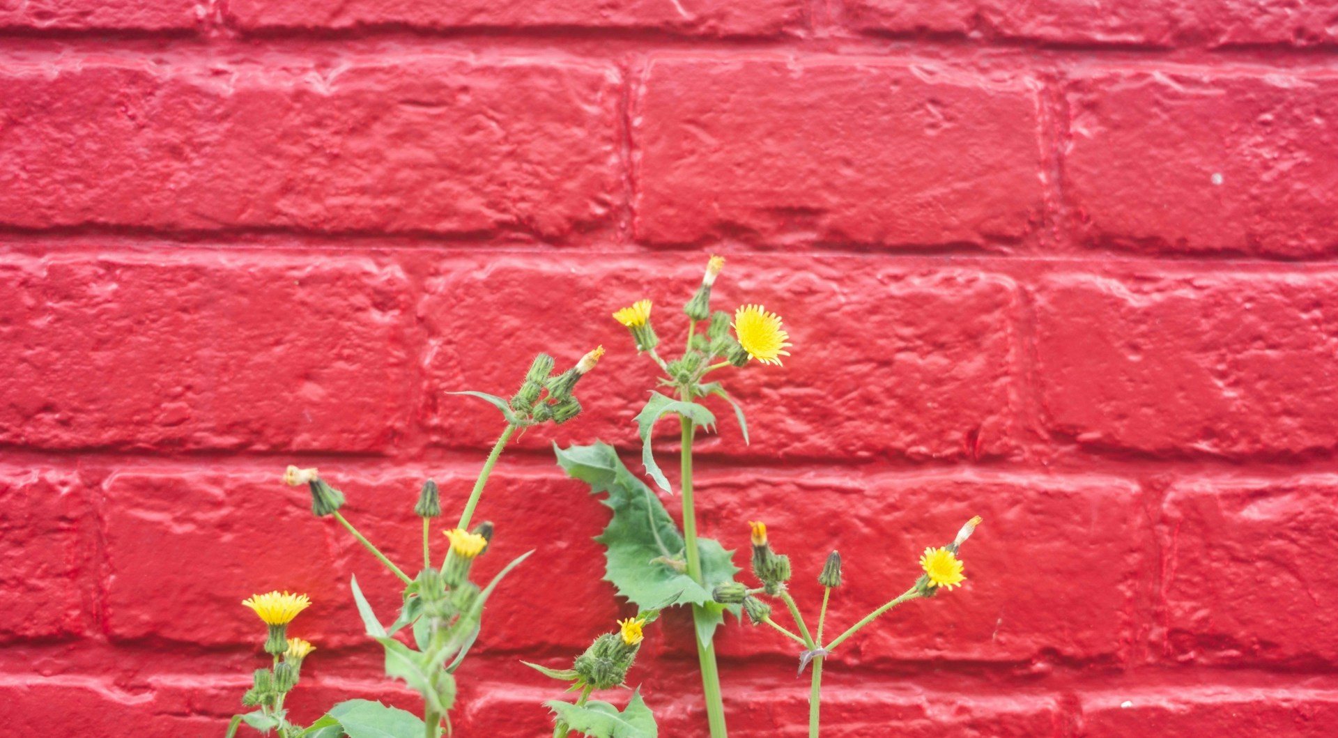 2026-04-everyday-in-color-x100vi-image-17