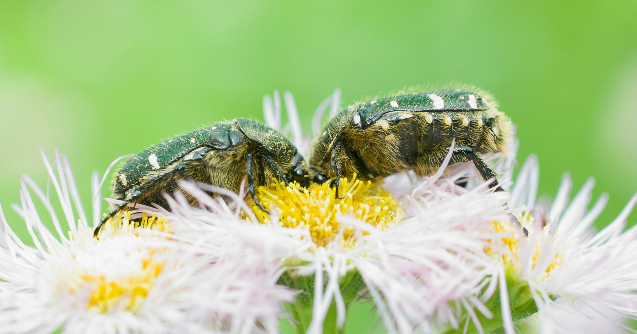 Que photographier en macro ? | Focus #301