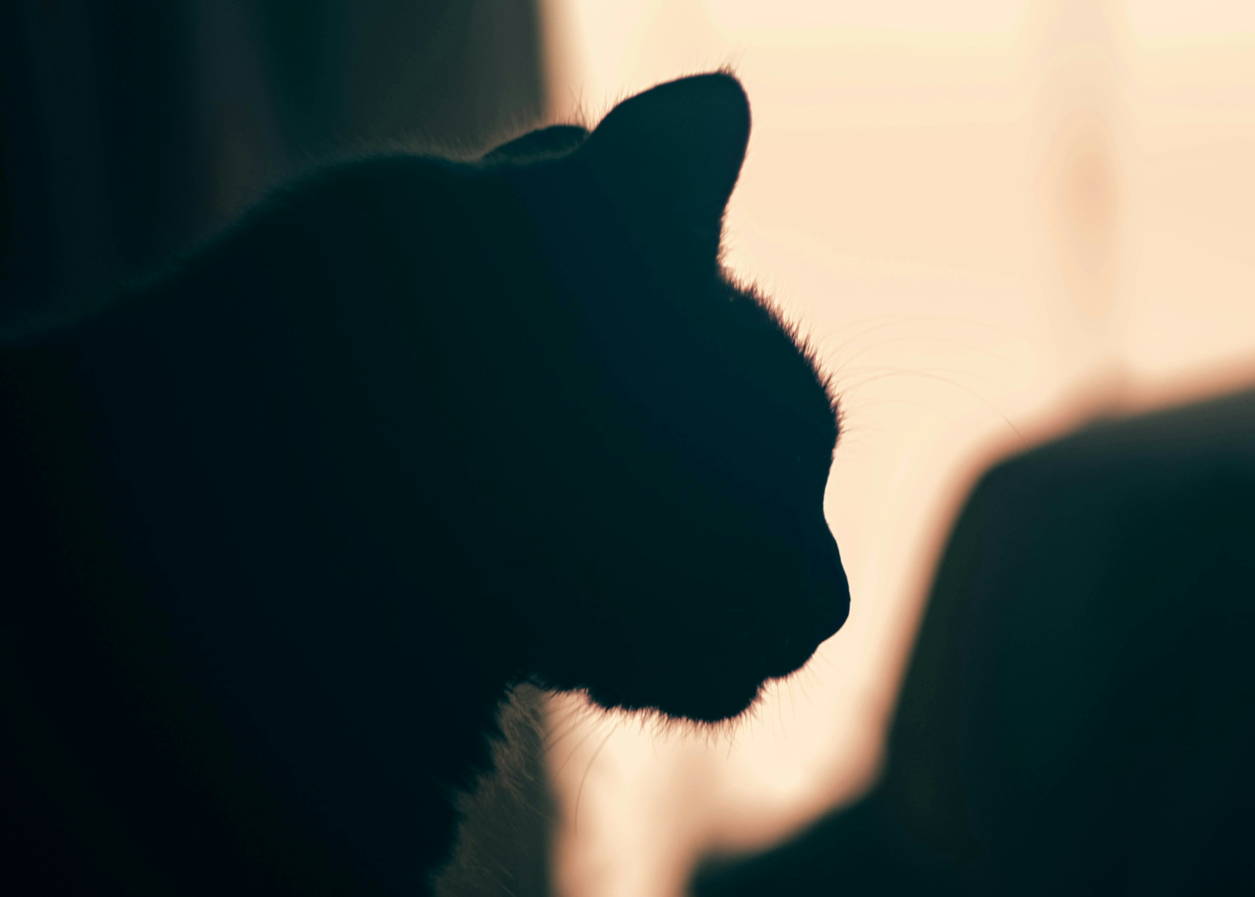2026-04-find-new-pieces-cat-image-76