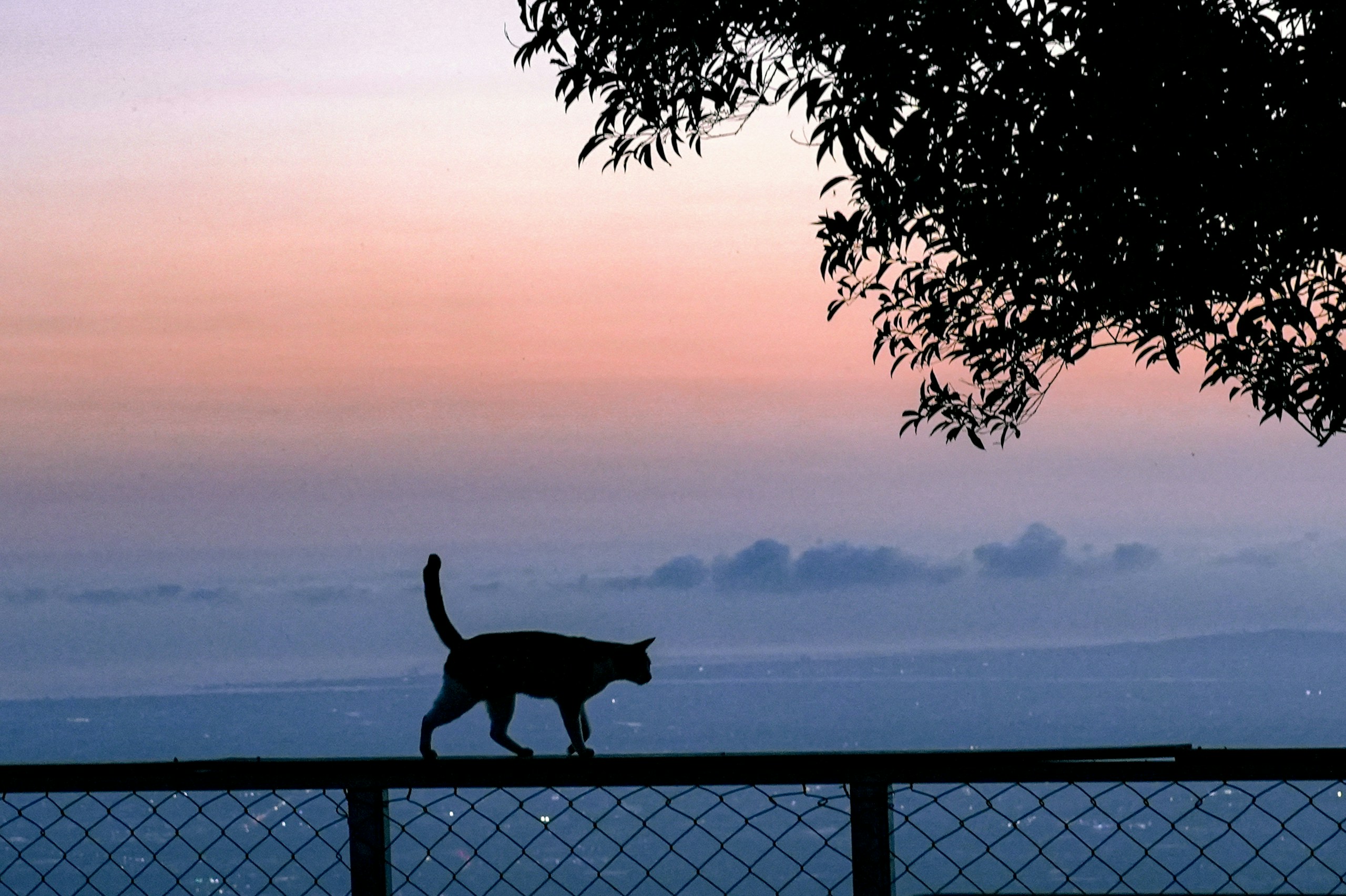 2026-04-find-new-pieces-cat-image-60