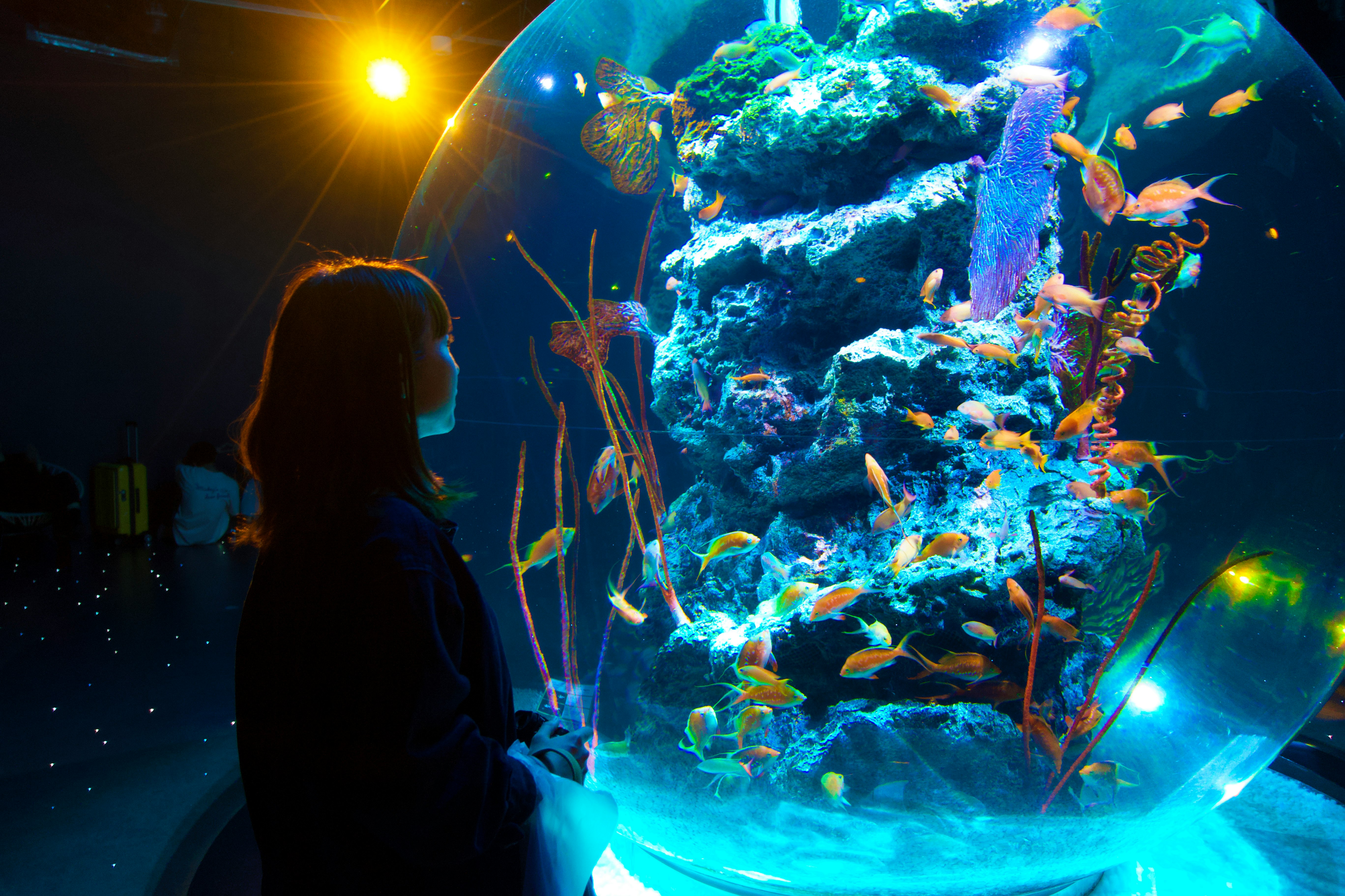 2025-11-rediscover-compact-cameras-cover-image