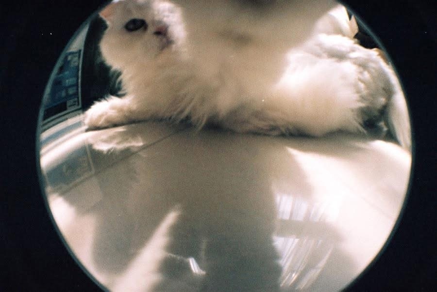 2026-04-find-new-pieces-cat-image-52