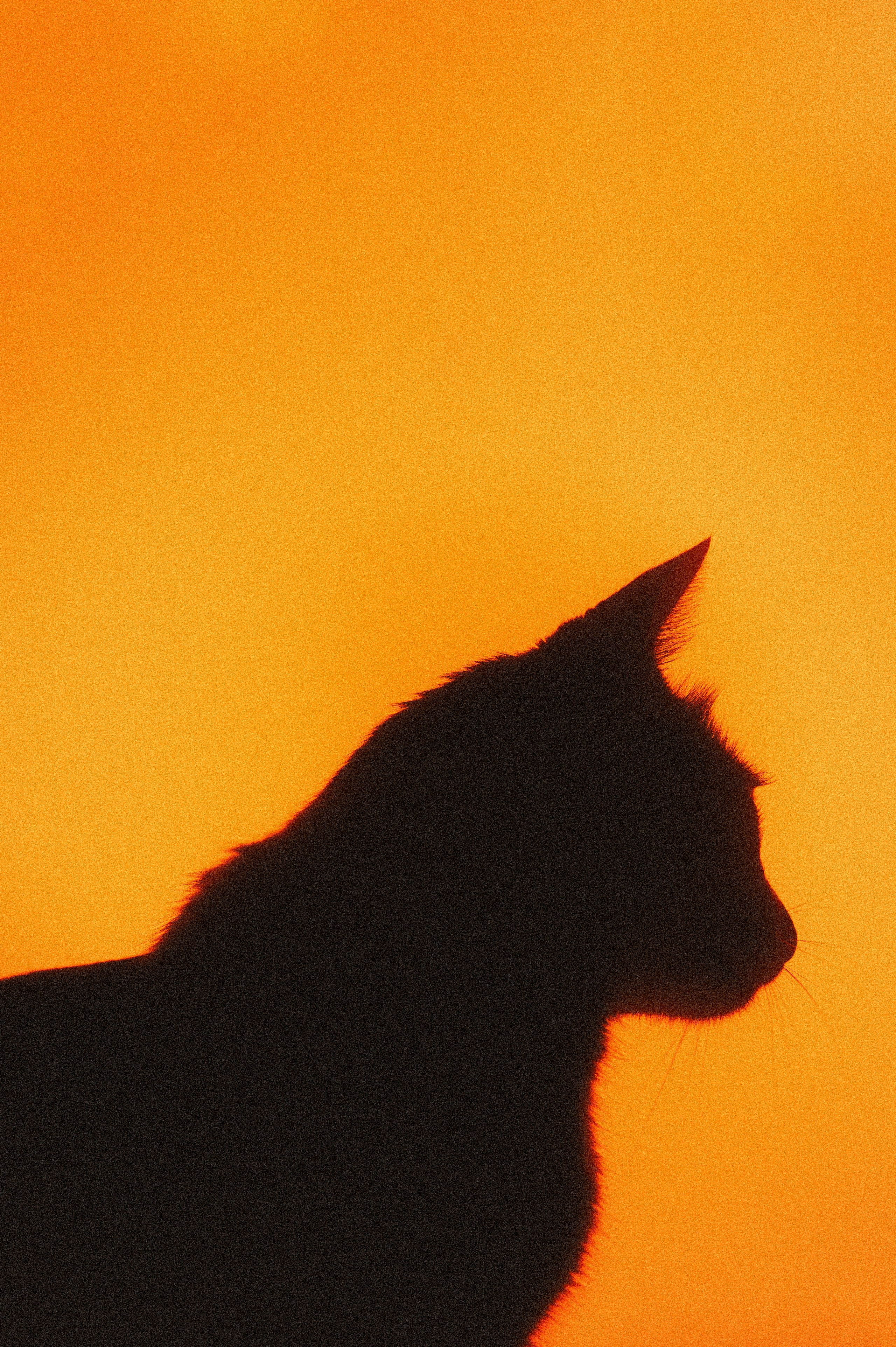 2026-04-find-new-pieces-cat-image-54