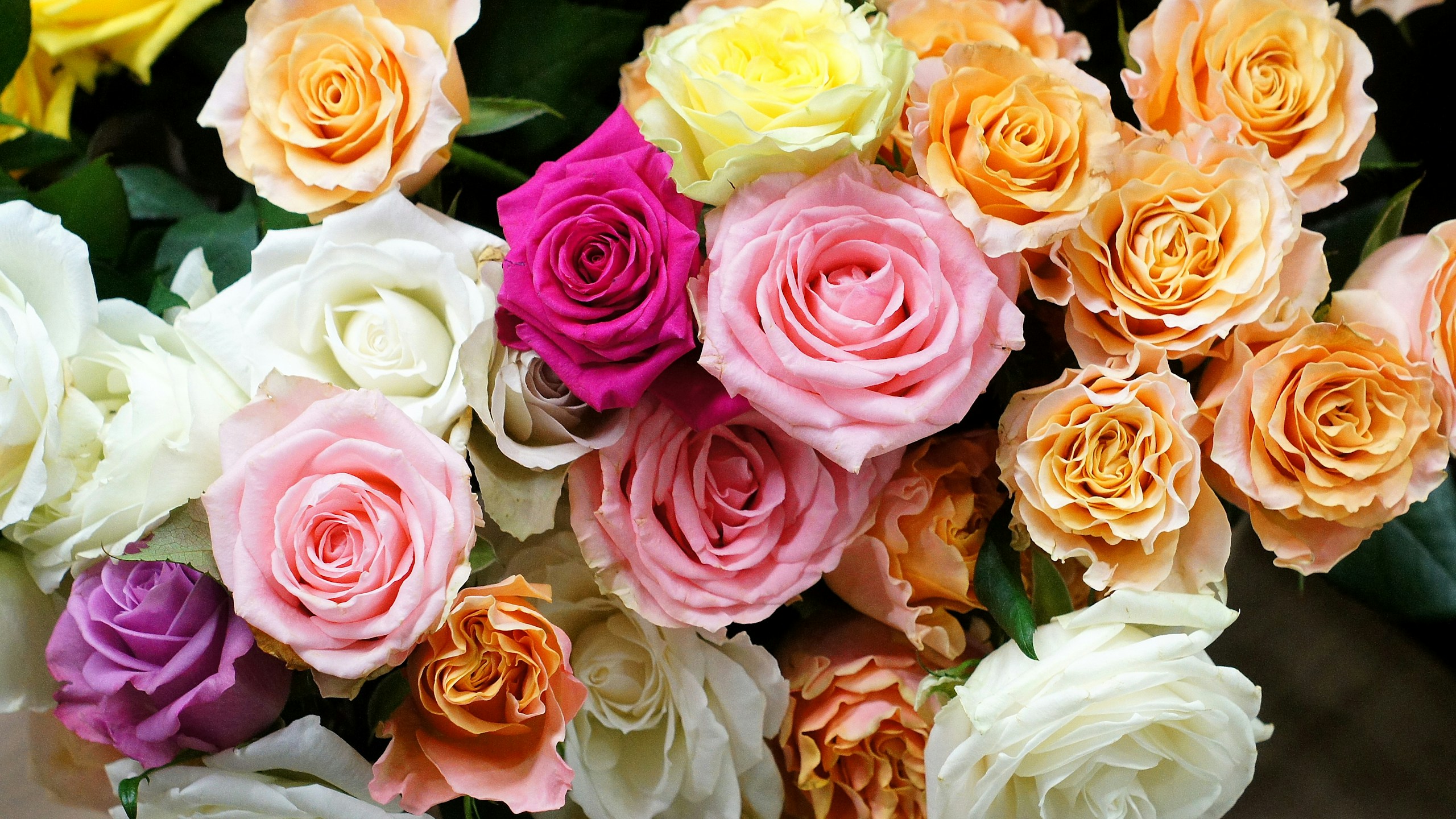 2024-06-flower-image-7
