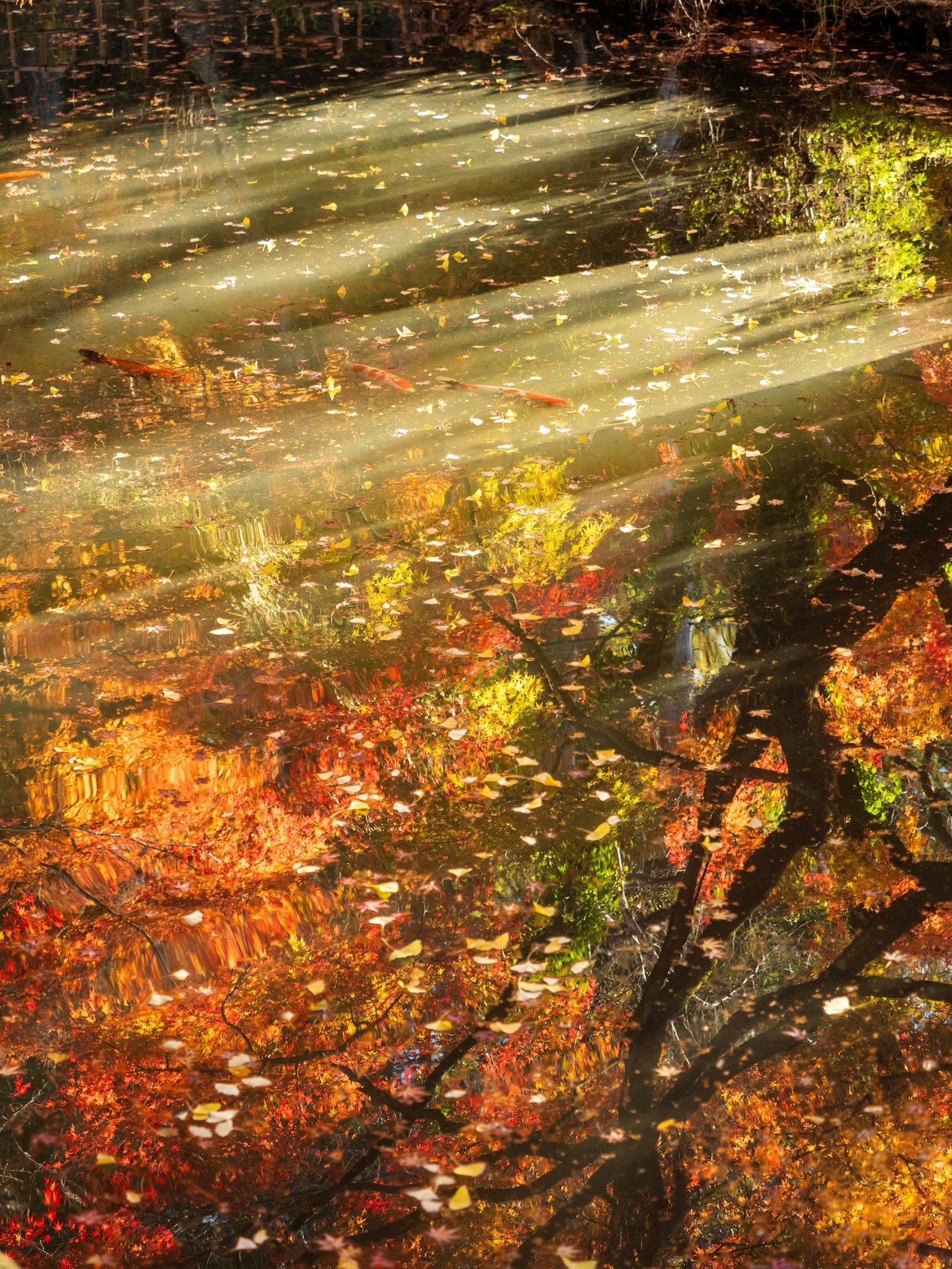 2025-10-what-is-autumn-like-image-5
