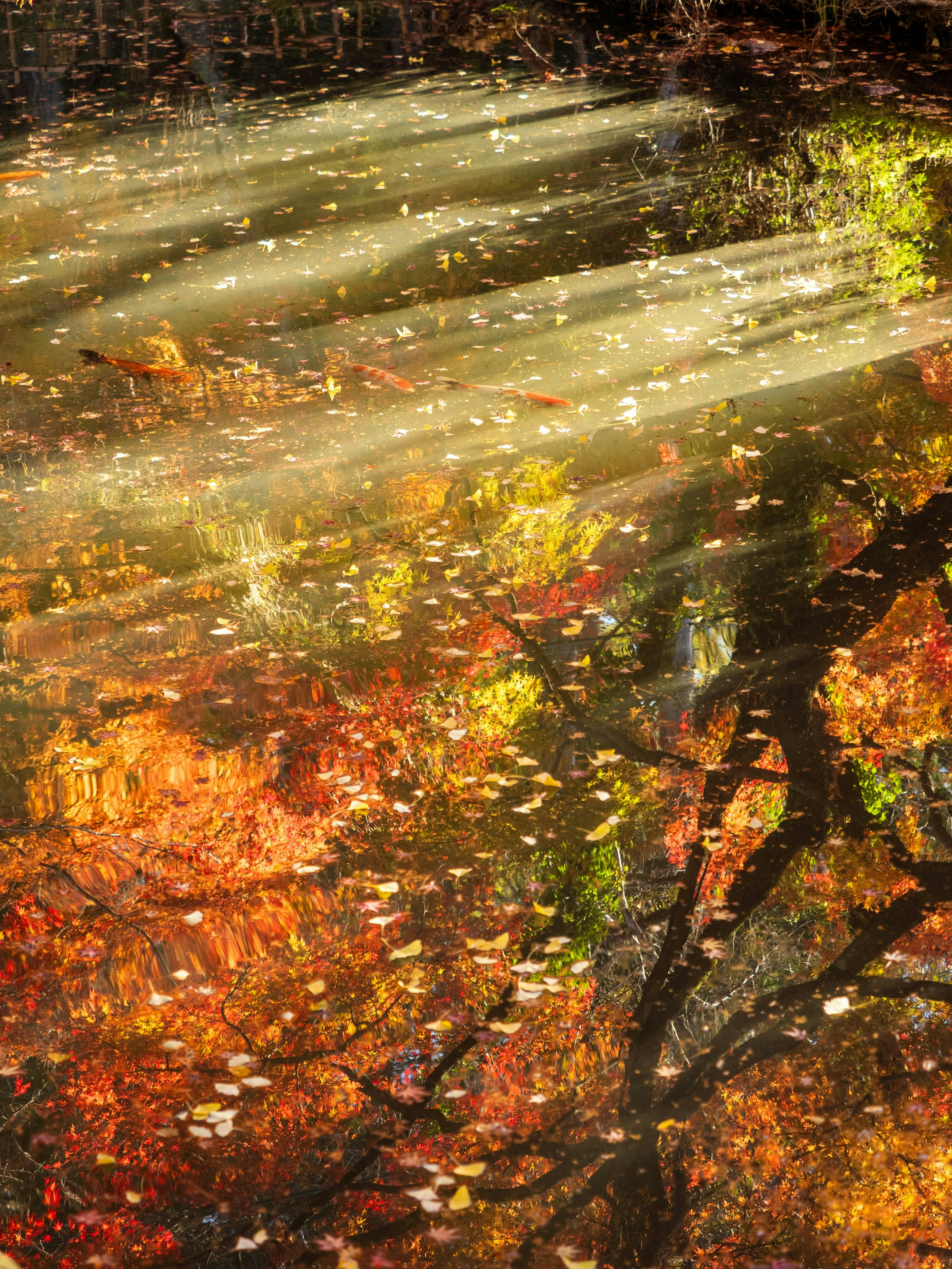 2025-10-what-is-autumn-like-image-5