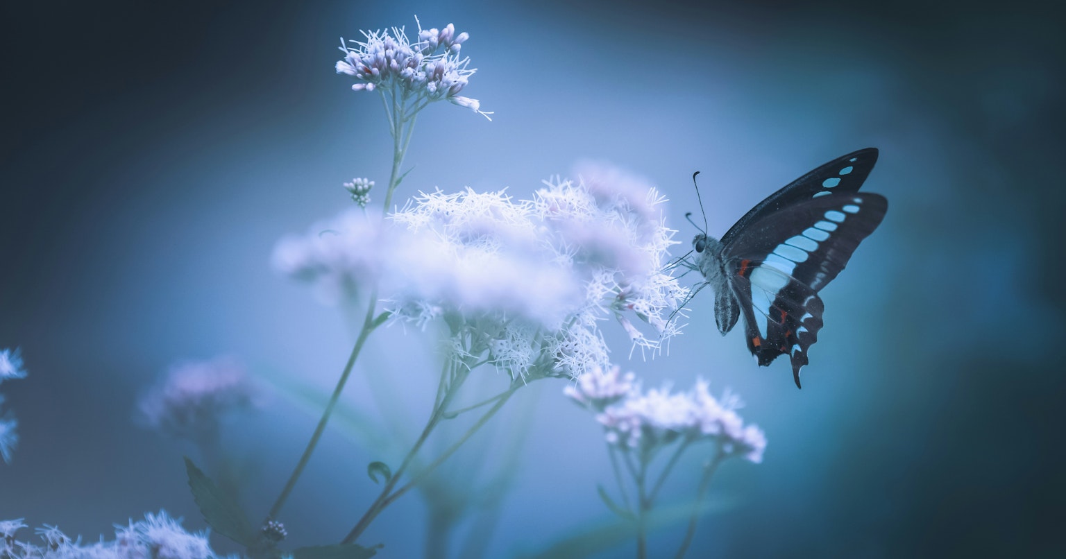 2025-05-bokeh-photography-tips-cover-image