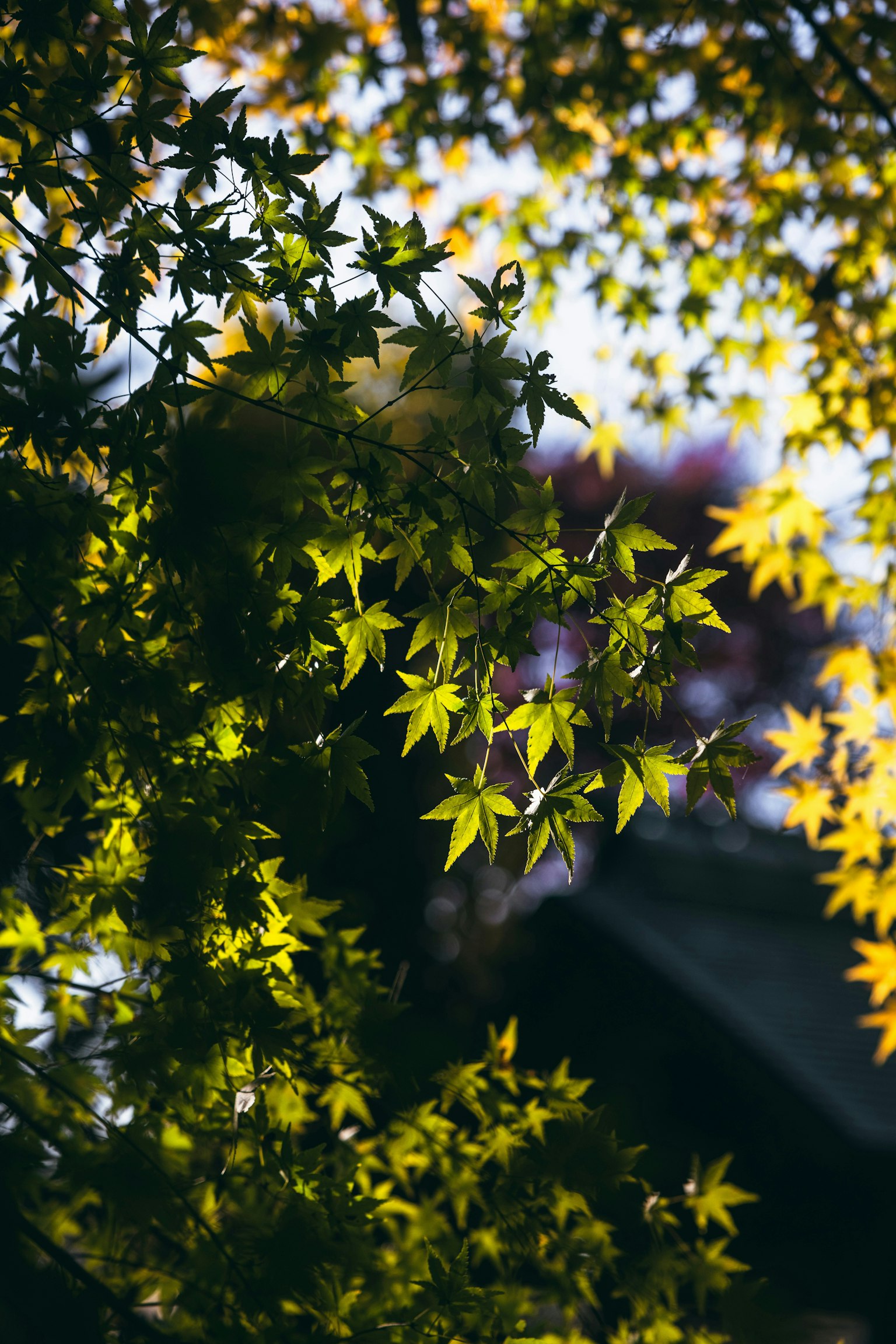 2025-11-16bit-color-photography-image-6