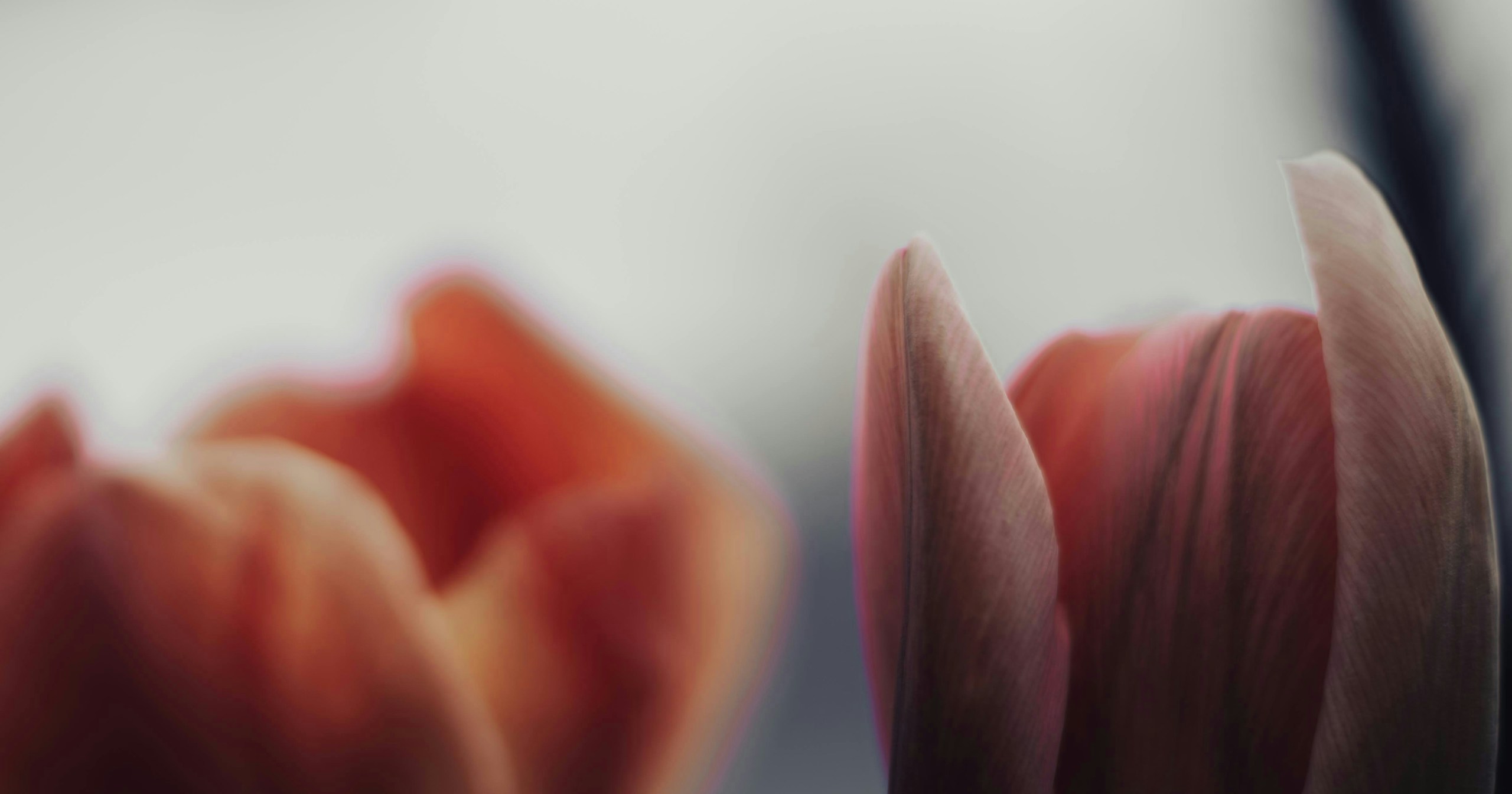 Votre premier appareil photo : Quelle marque choisir ? | Knowledge #401