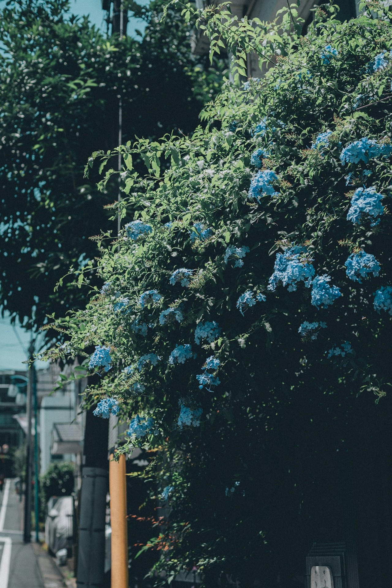 Image by yama.