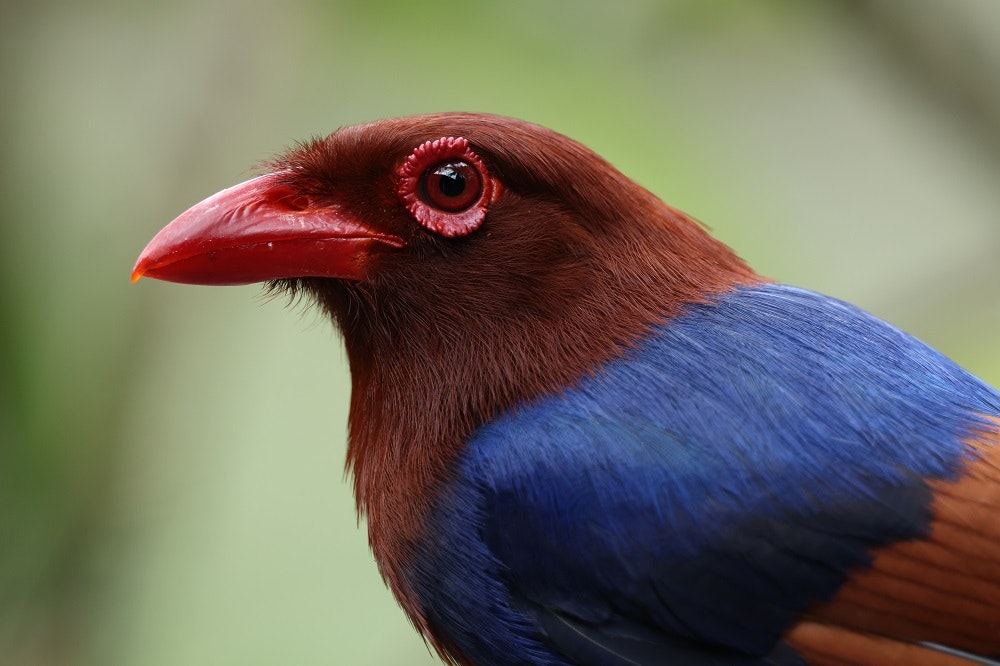 2024-12-eos-r5-mark-ii-firmware-updated-image-5