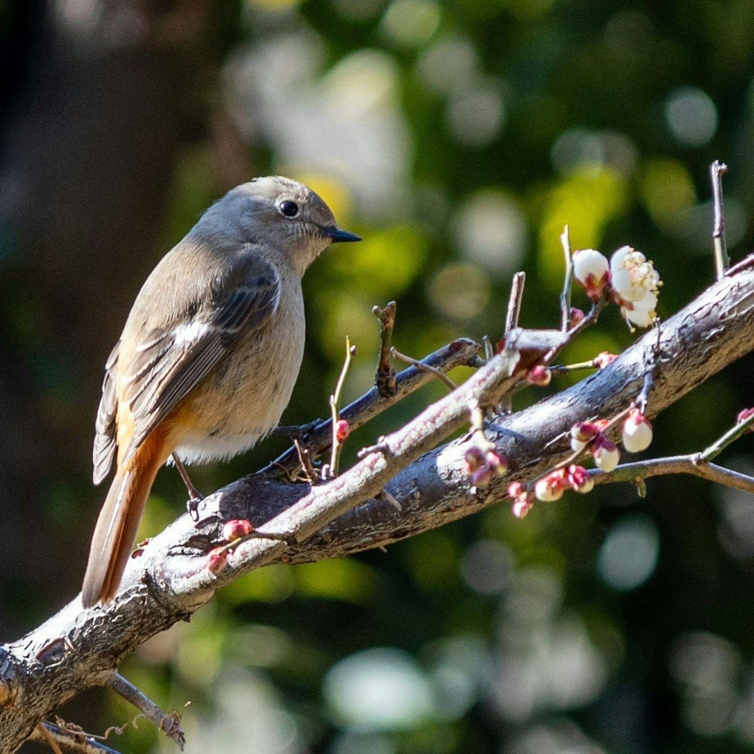 2025-03-bird-cover-image