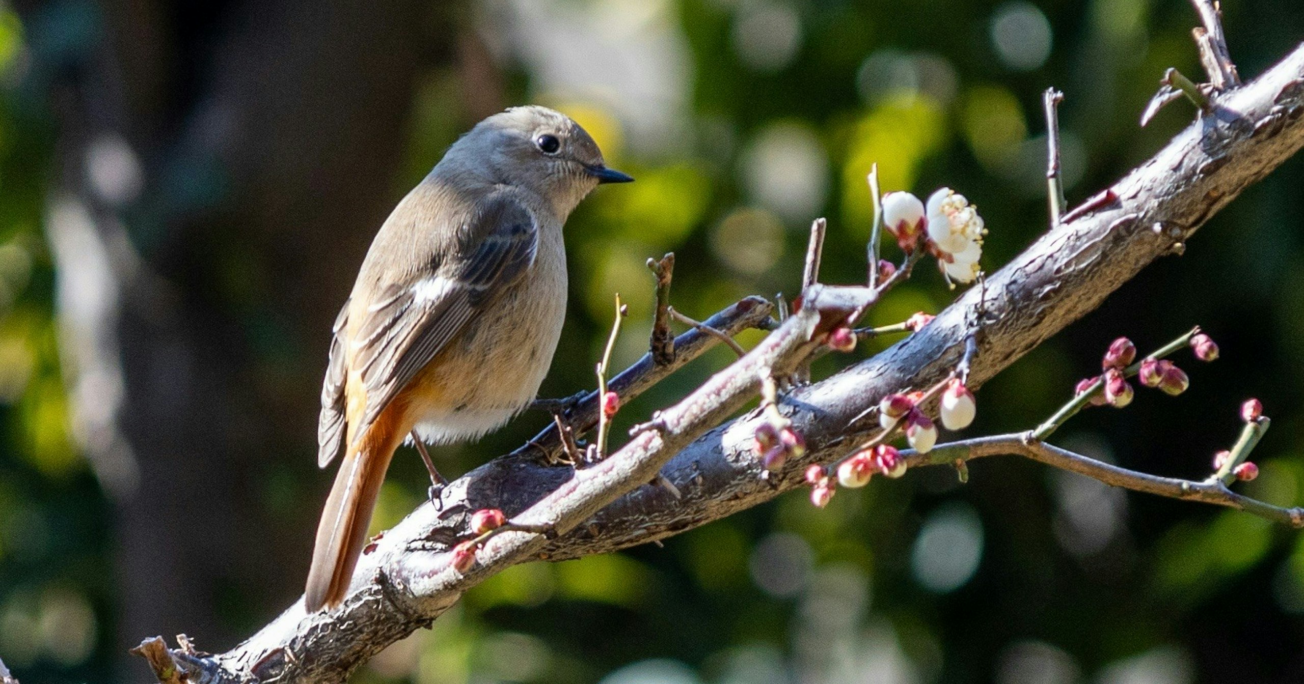 2025-03-bird-cover-image