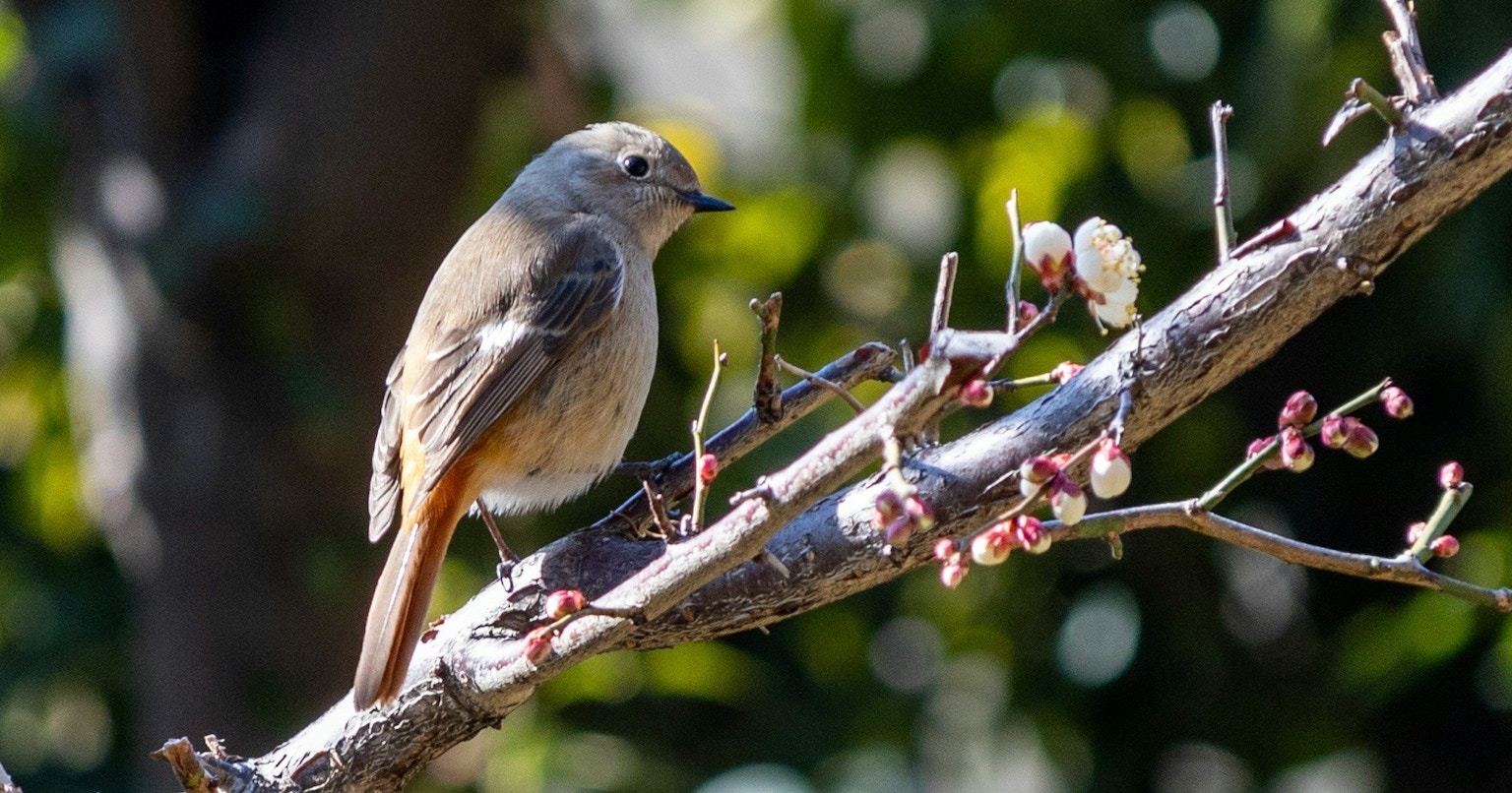 2025-03-bird-cover-image