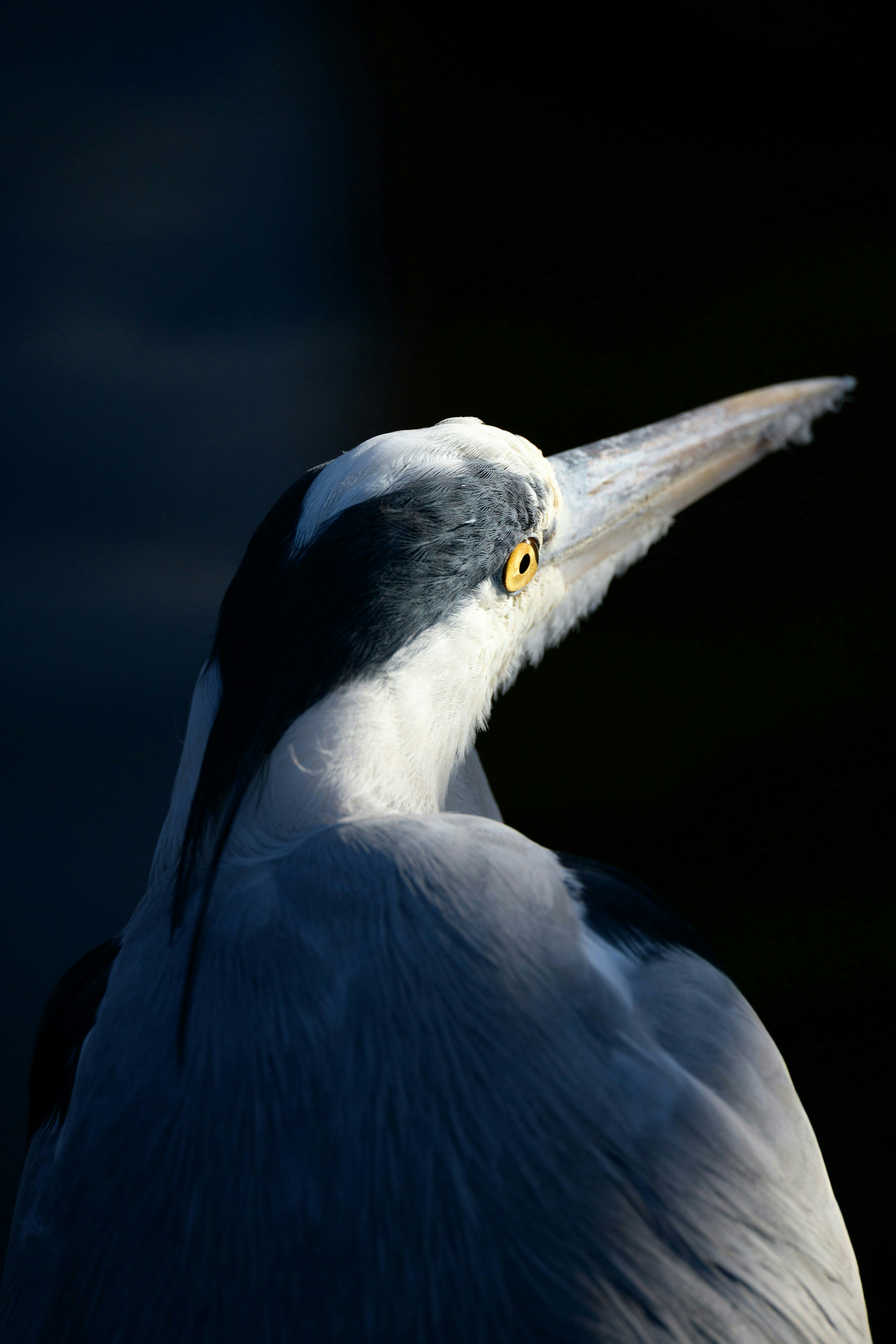 2026-01-super-telephoto-lens-image-12