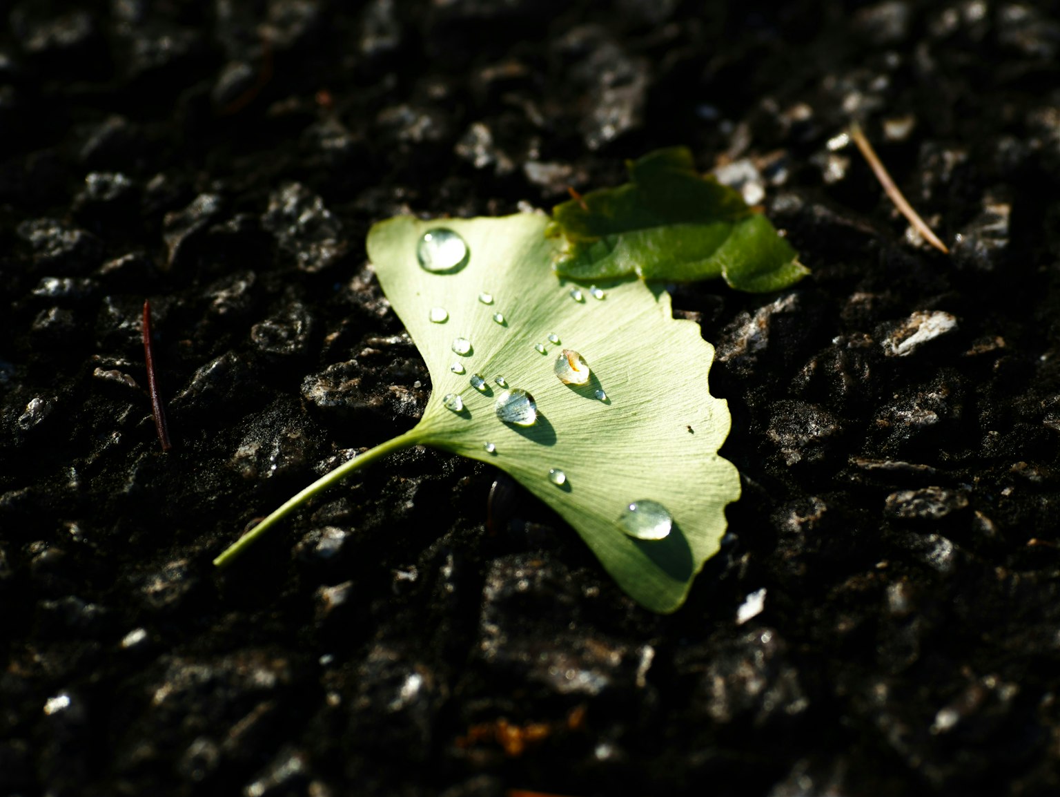 2025-05-pick-up-photos-no-109-113-image-7