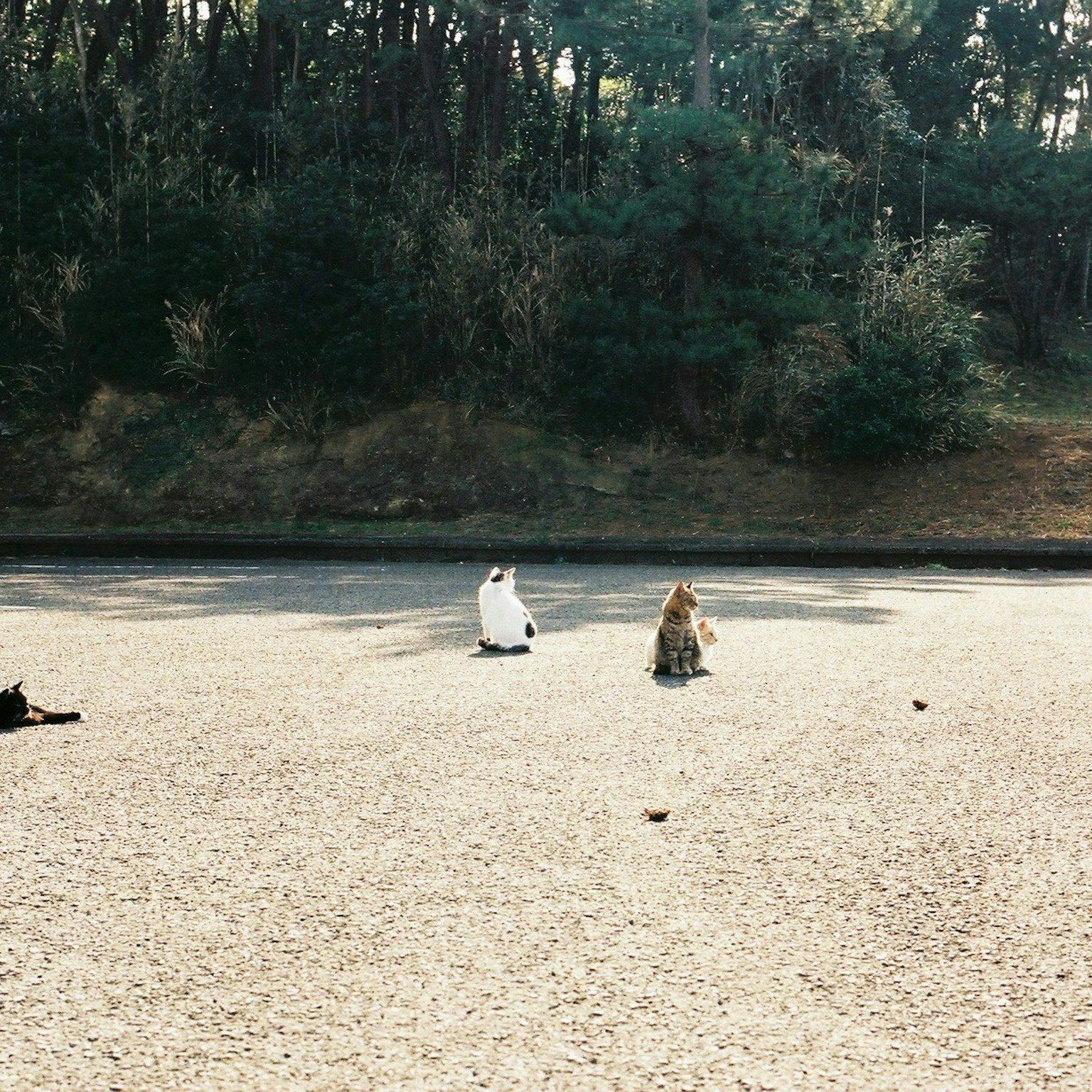 2025-04-masato-a-first-film-camera-fm2-cover-image