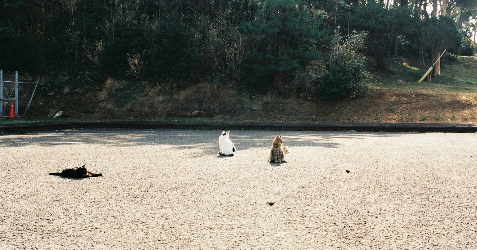 2025-04-masato-a-first-film-camera-fm2-cover-image