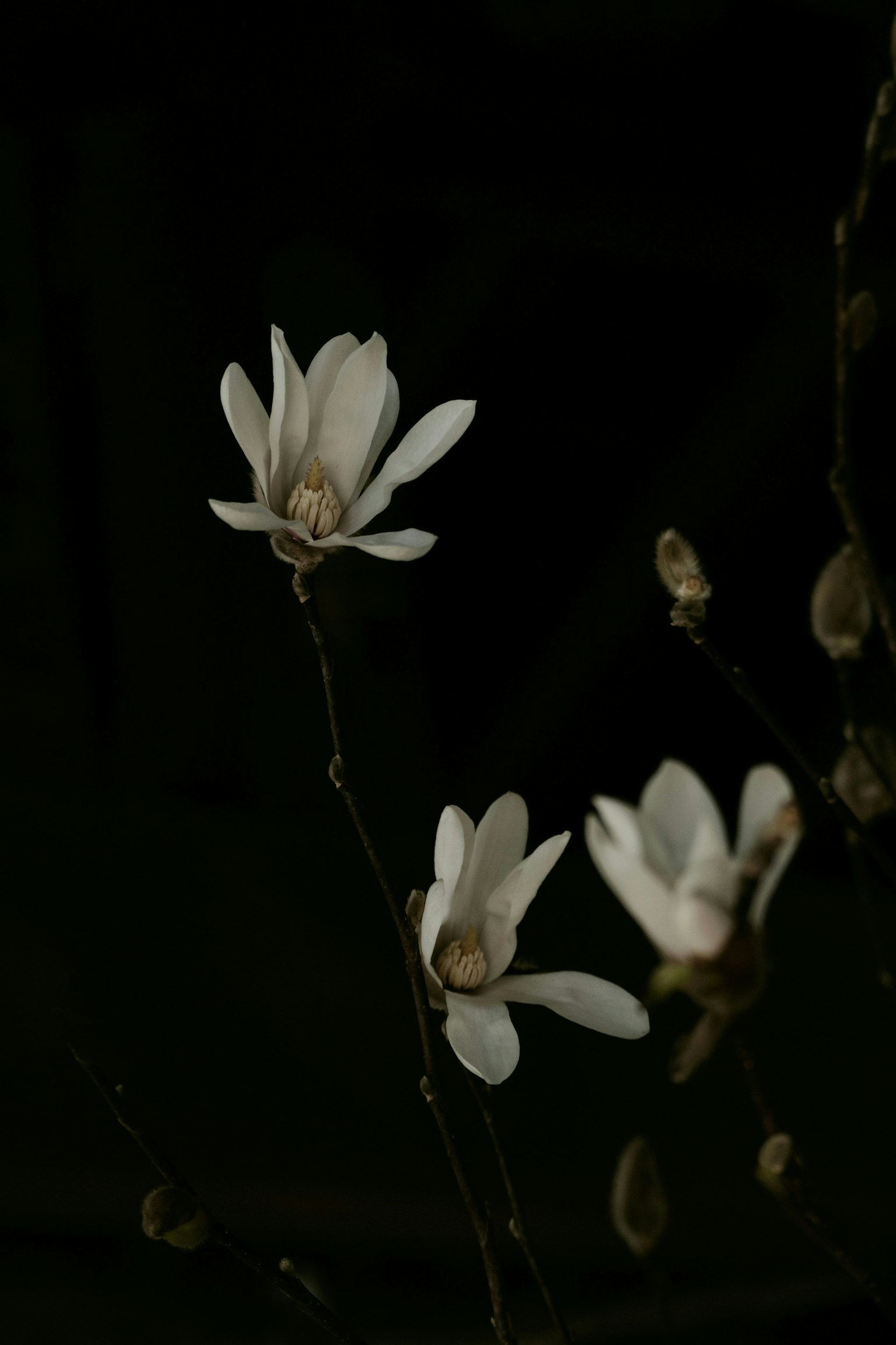 2025-03-tsubasa-captures-the-city-image-5