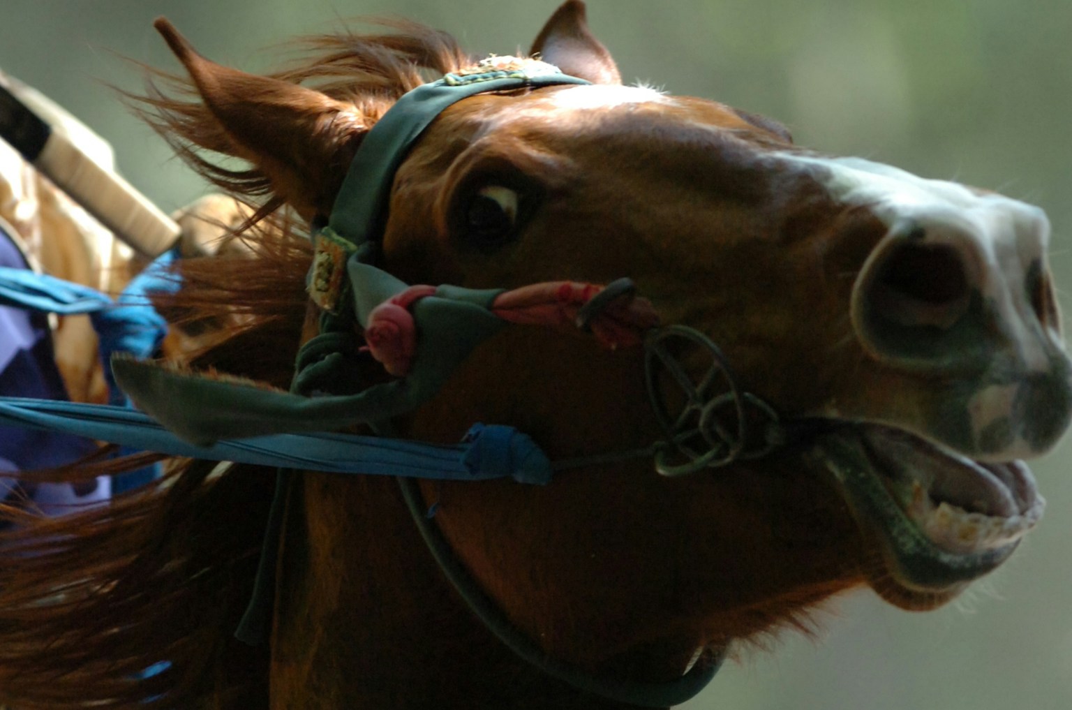 2024-05-horse-image-12