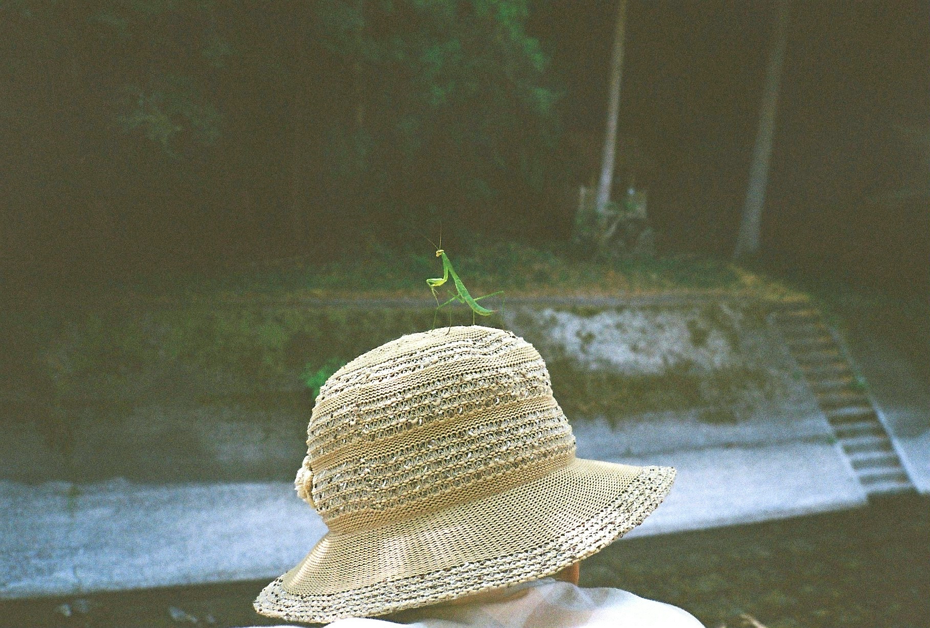 2026-04-framing-everyday-contax-t2-image-19