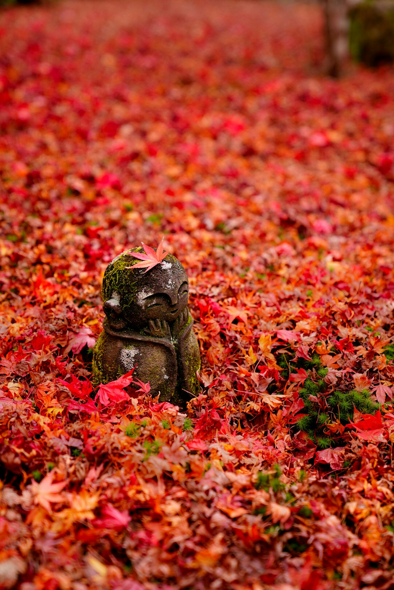 2023-11-autumn-leaves-image-5