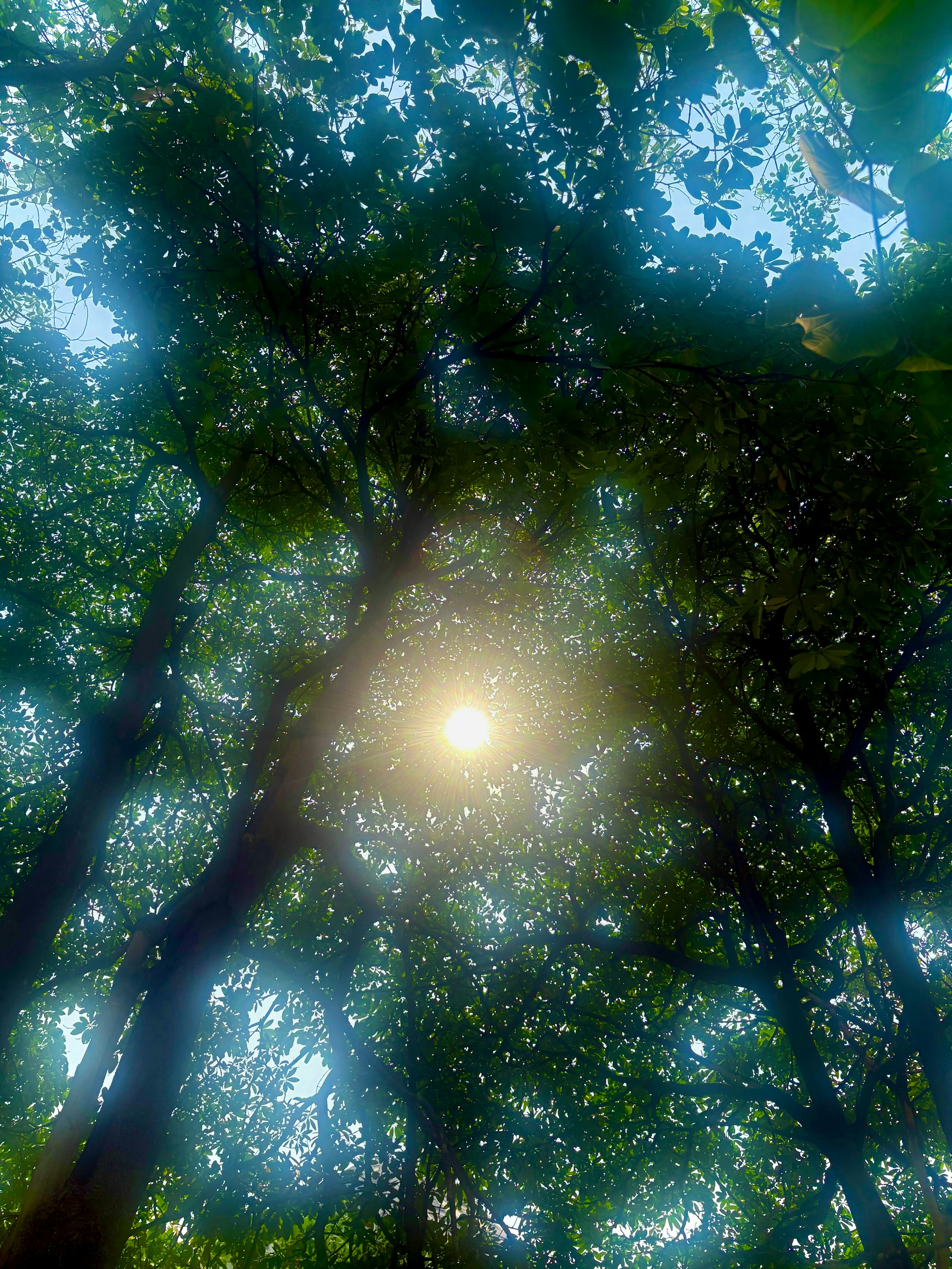 2026-08-komorebi-image-4