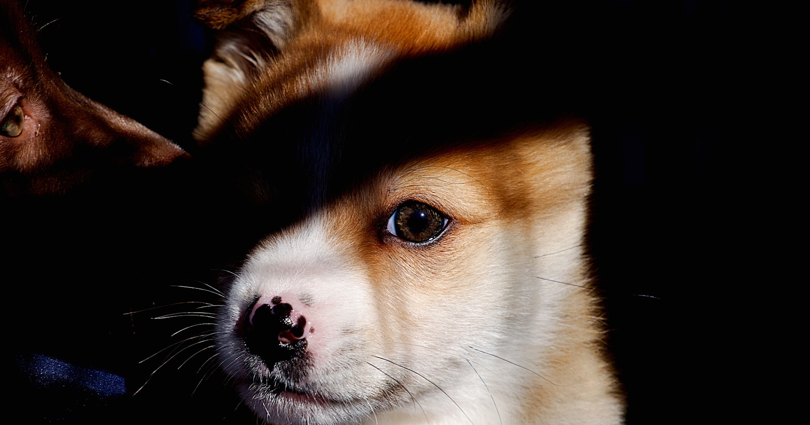 犬と絆を深めるための 写真という選択 | Focus #110
