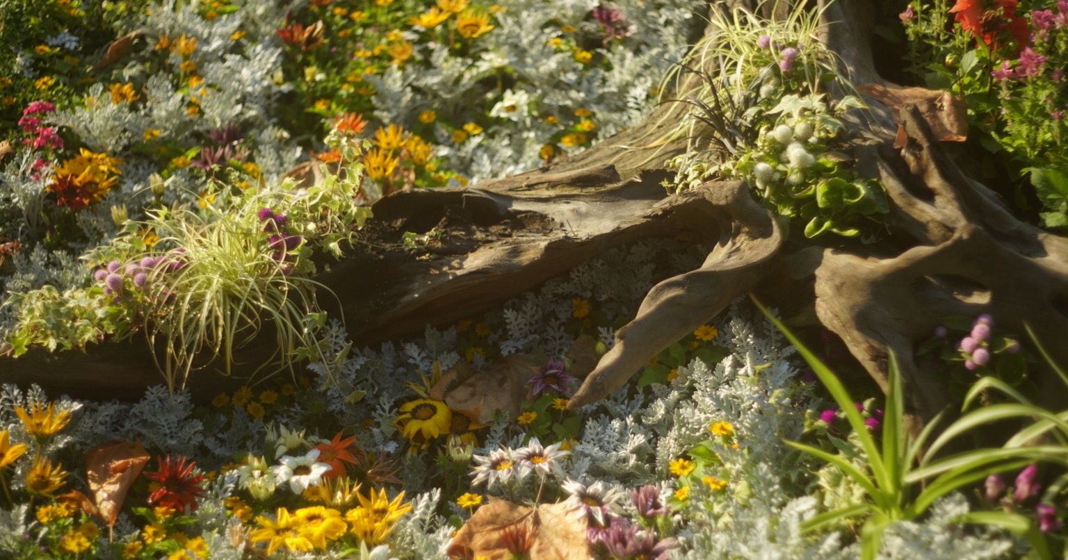 2024-07-favorite-flower-cover-image