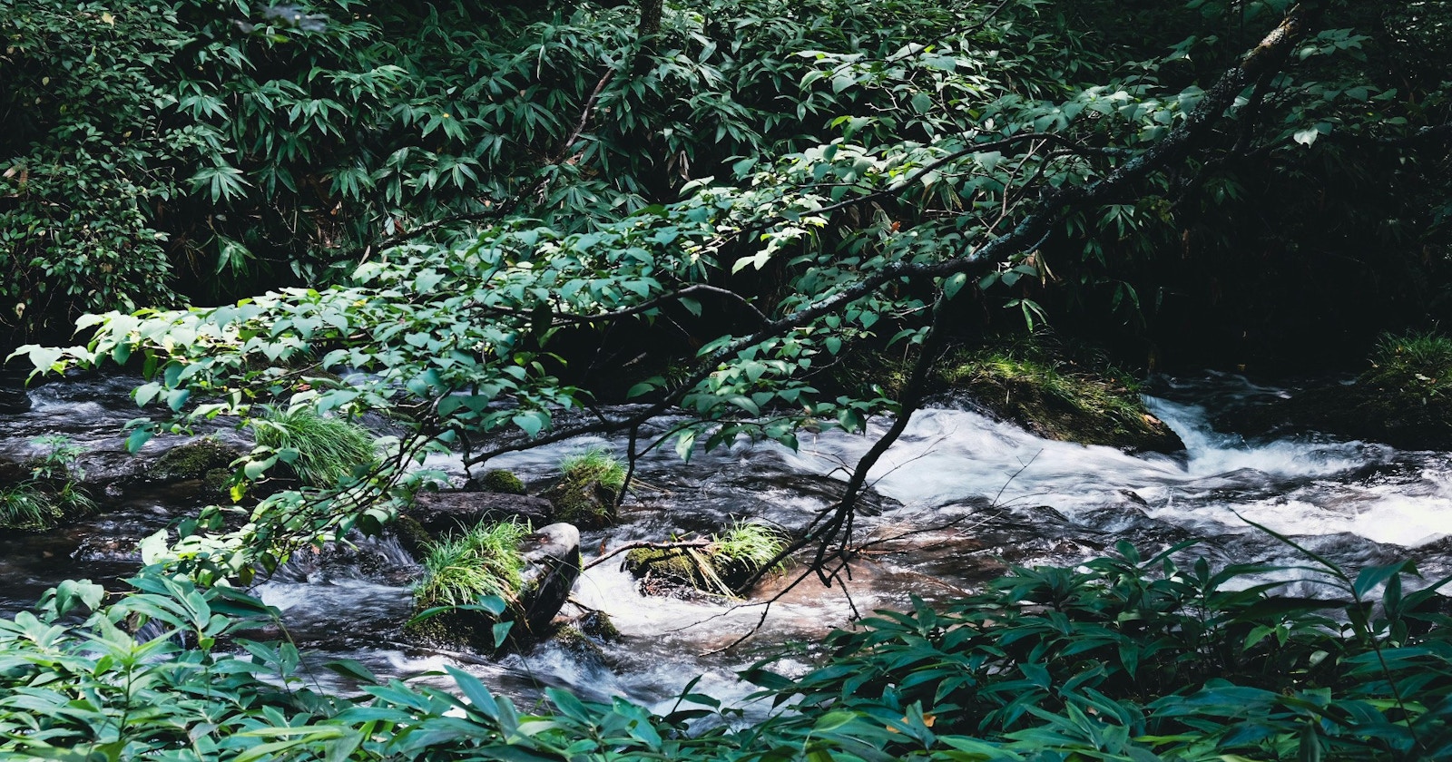 #nature | The Season of Vibrant Nature, Summer | Focus #517