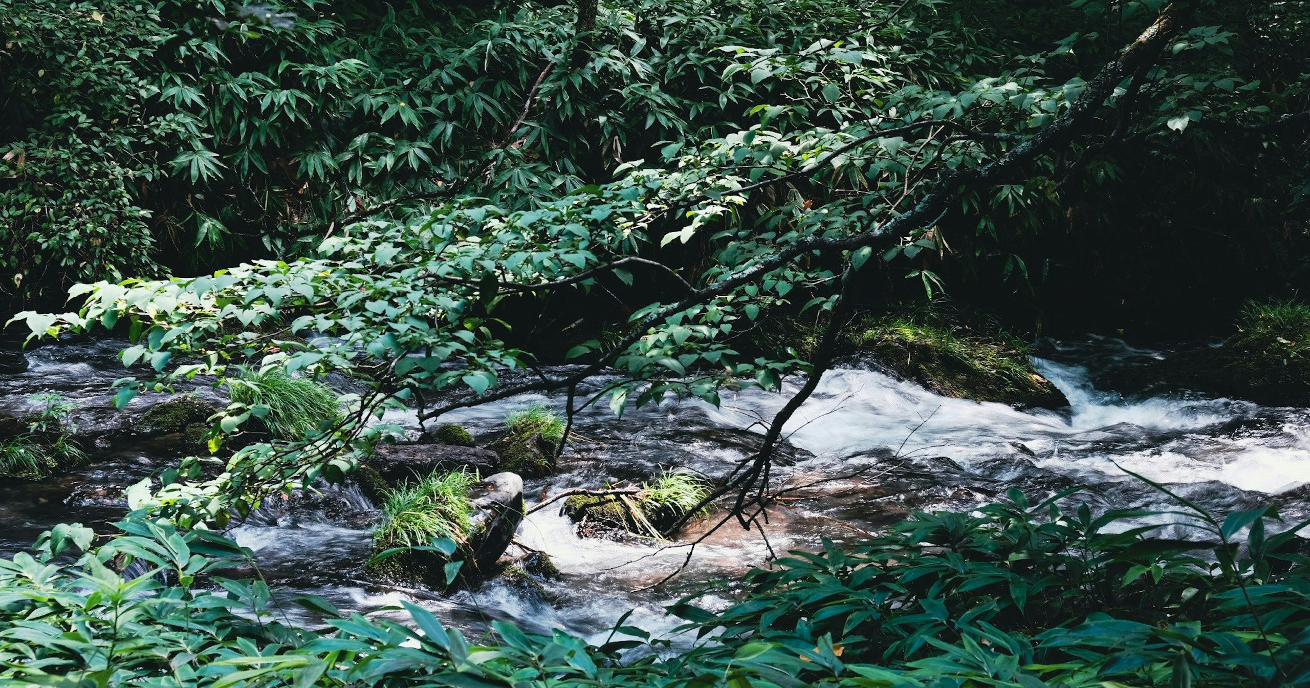 #nature | The Season of Vibrant Nature, Summer | Focus #517