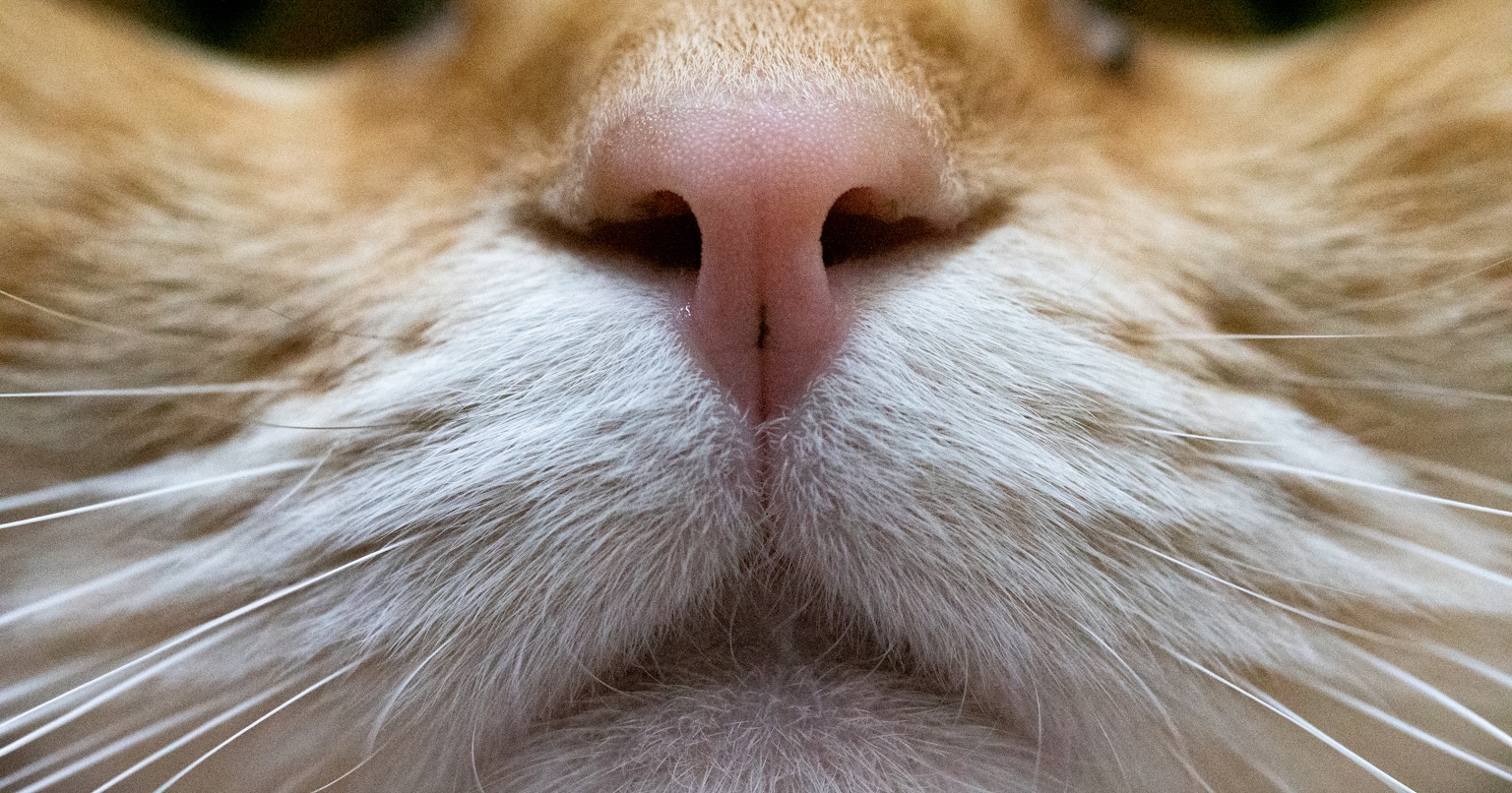 2024-11-november-diary-cover-image