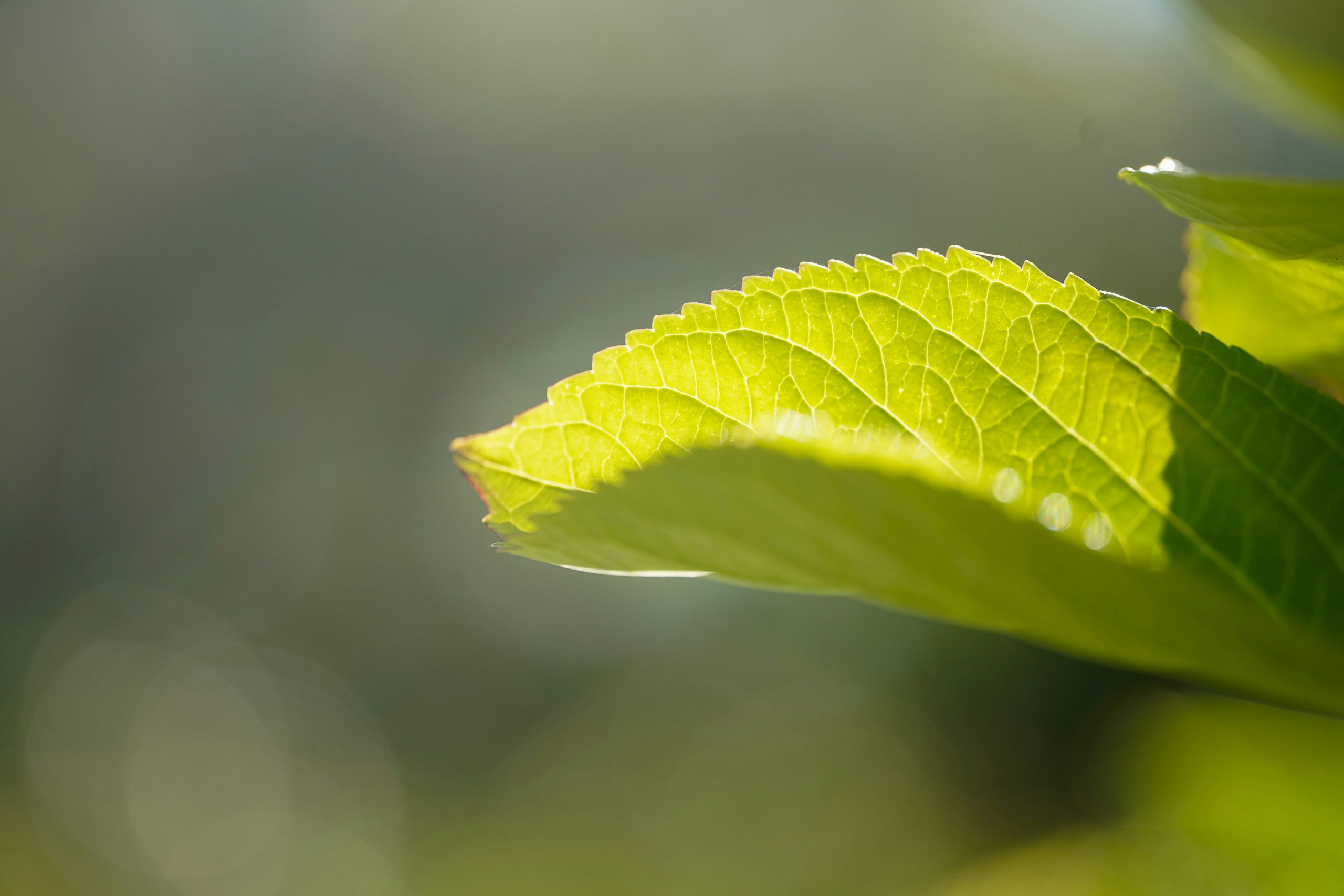 2026-04-green-light-image-4