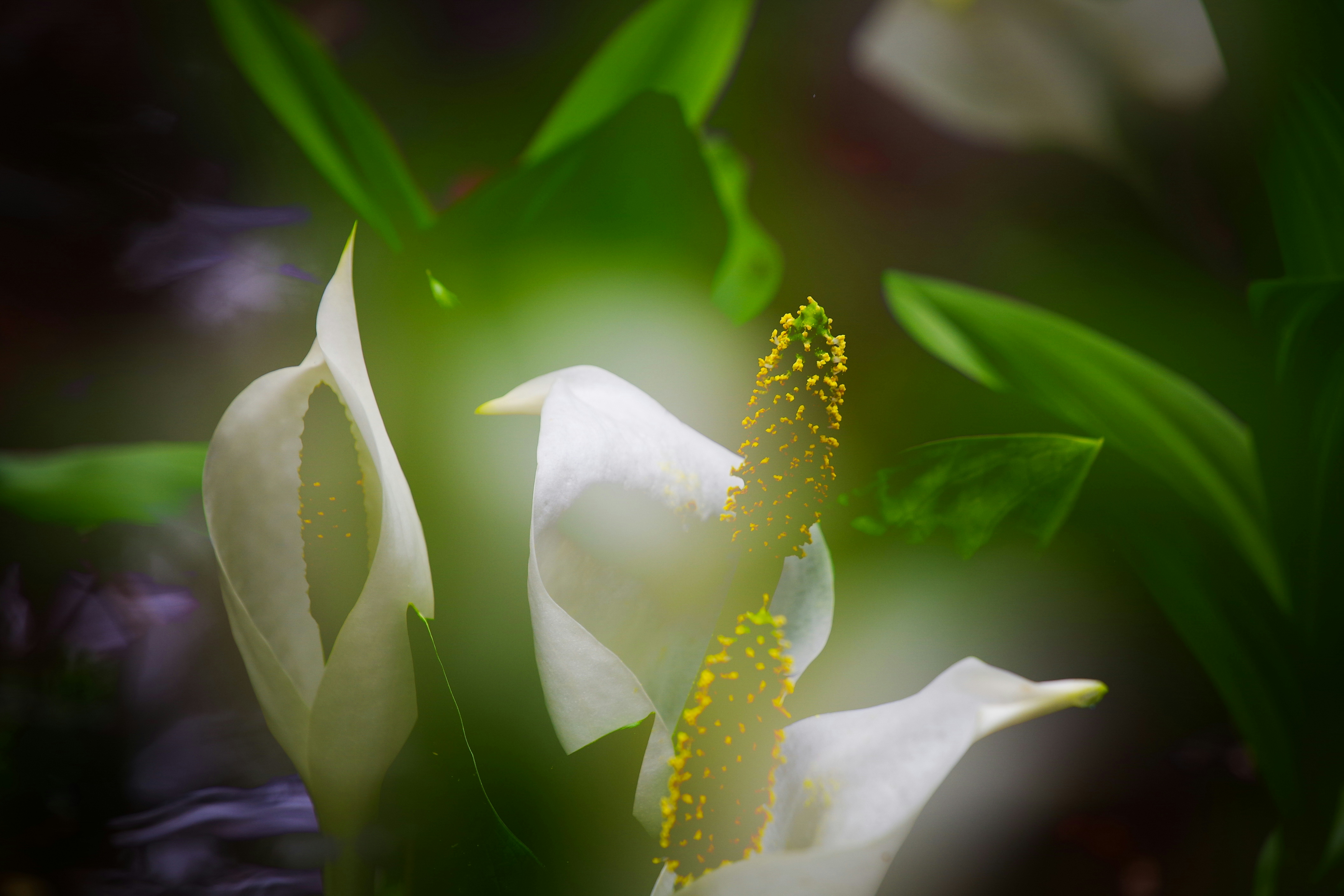 2026-06-greenery-report-image-7