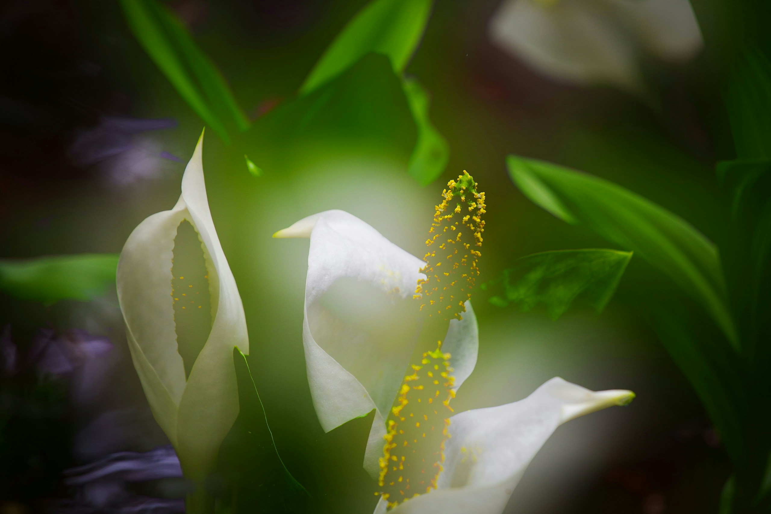 2026-06-greenery-report-image-7