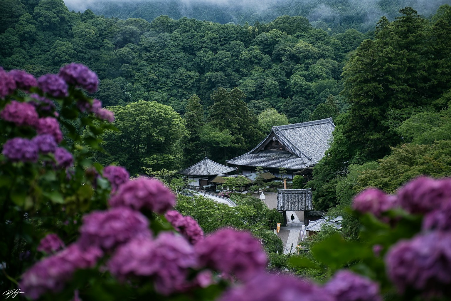 2024-05-ajisai-hot-spot-image-13