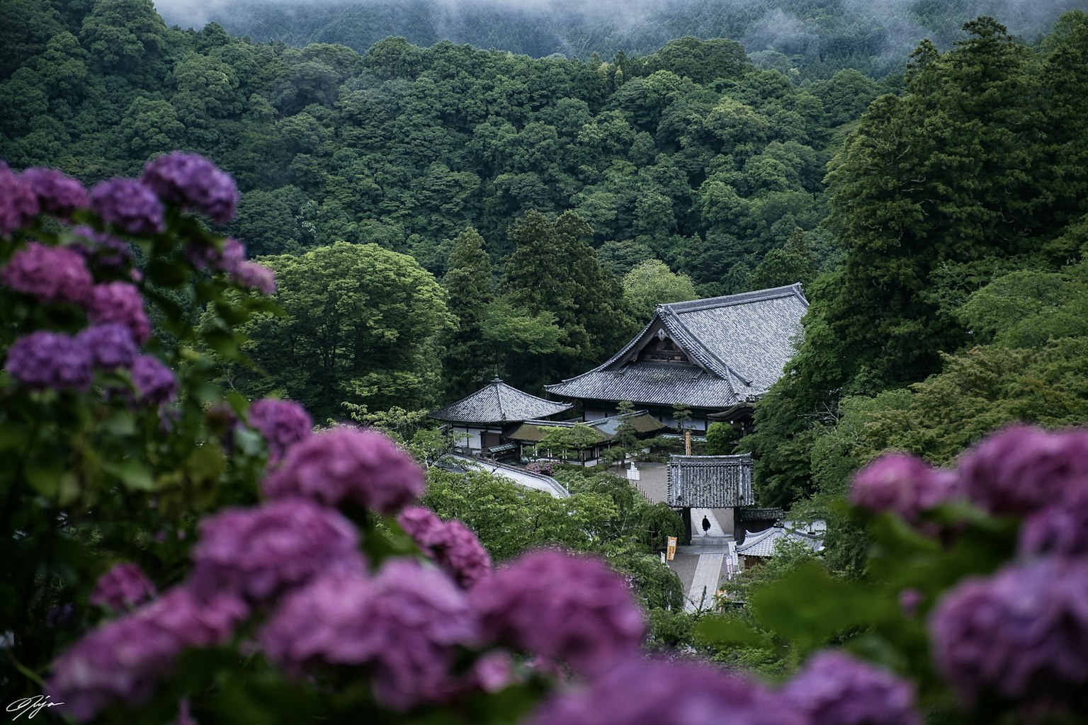 2024-05-ajisai-hot-spot-image-13