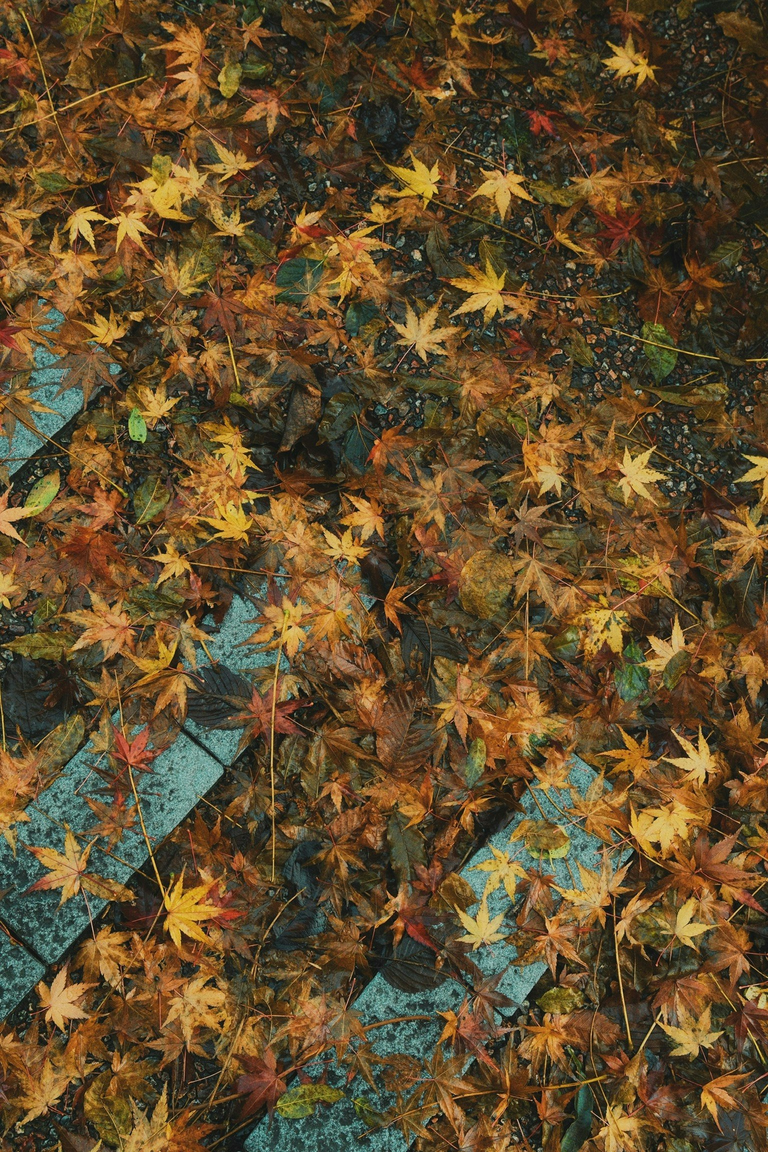 2025-09-parks-vibes-image-16