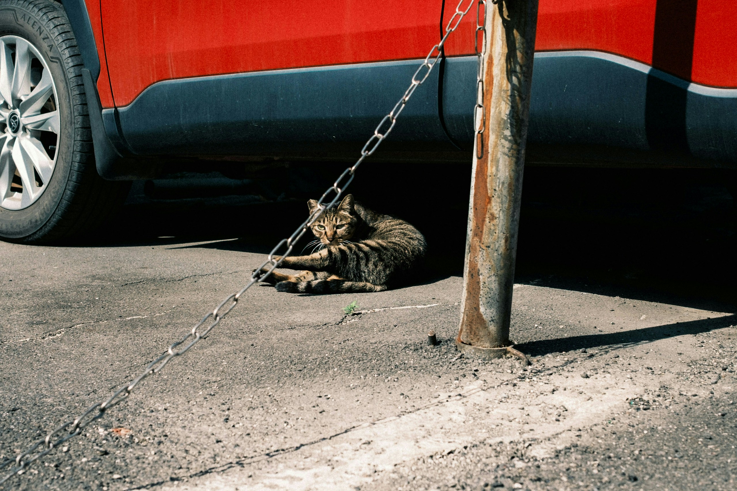 2026-04-find-new-pieces-cat-image-32