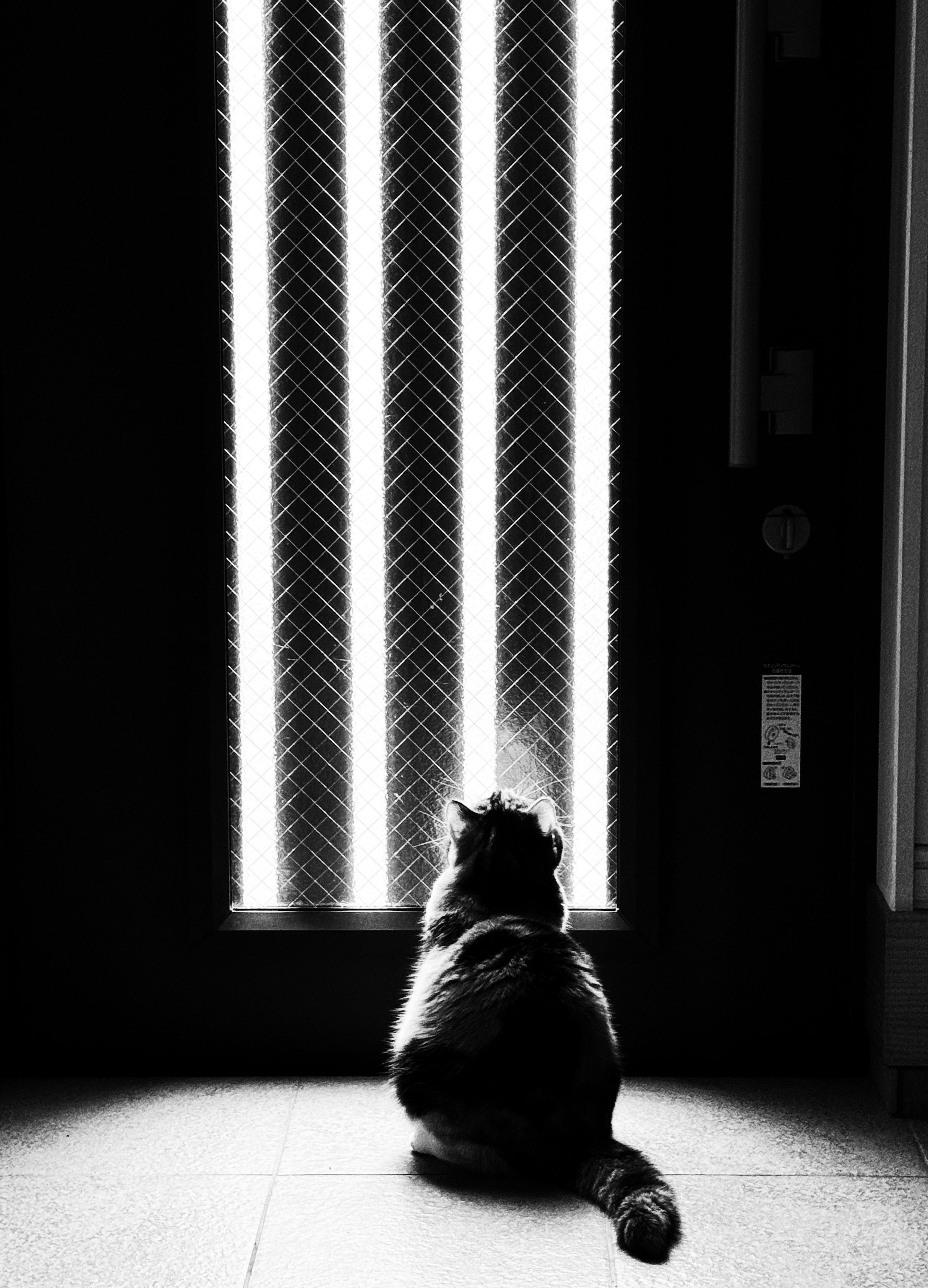 2025-11-cat-in-photography-image-9