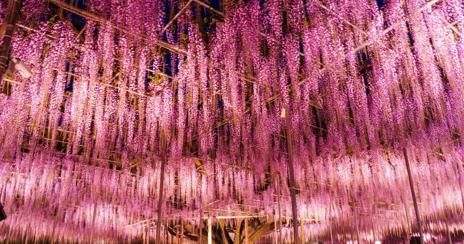 Guía de Seishun 18 Kippu en Tochigi | Lugares para disfrutar en un día desde Tokio | Focus #277
