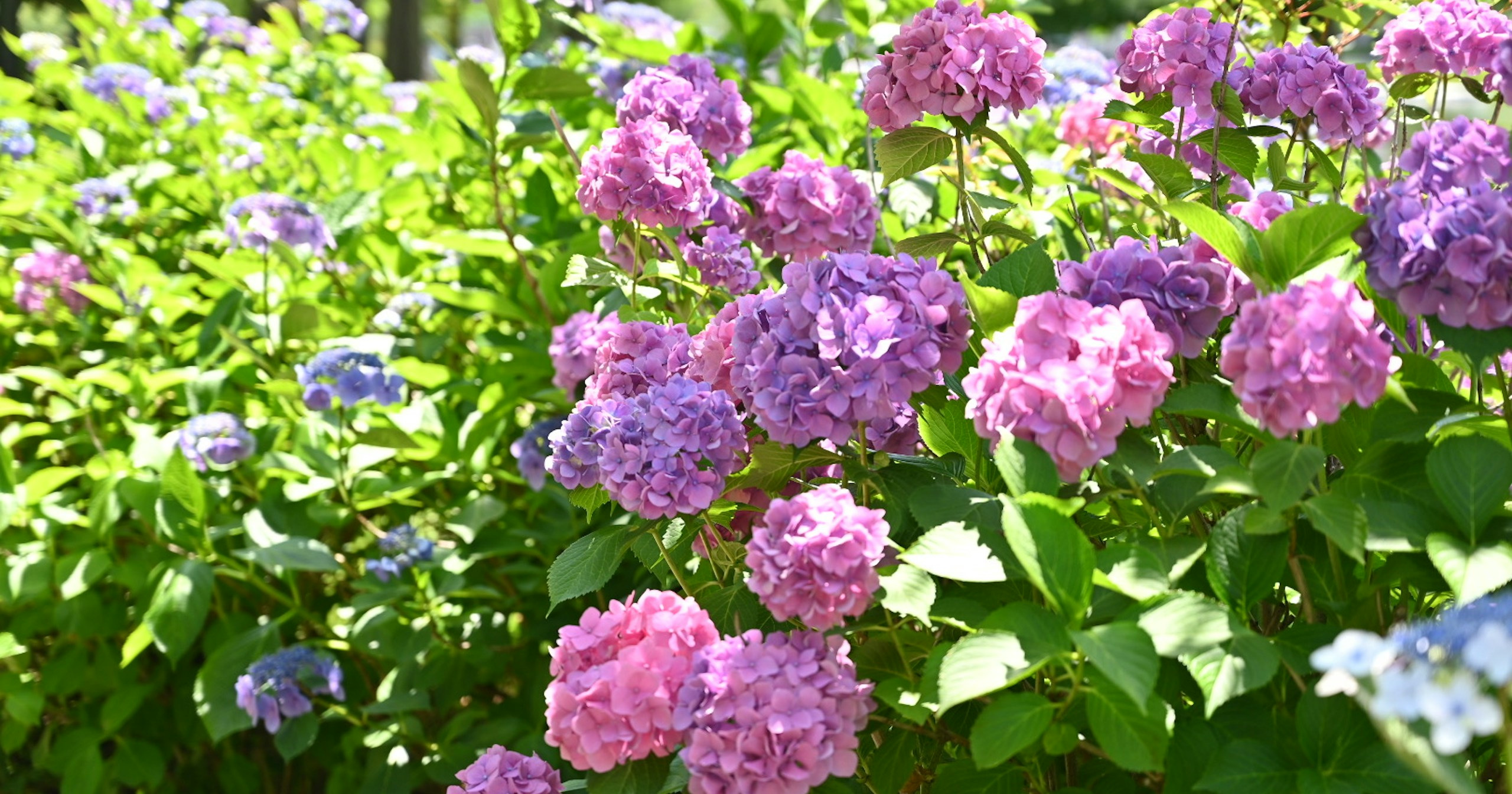 Flowers Speak of Japan's Four Seasons and Highlights | Focus #201